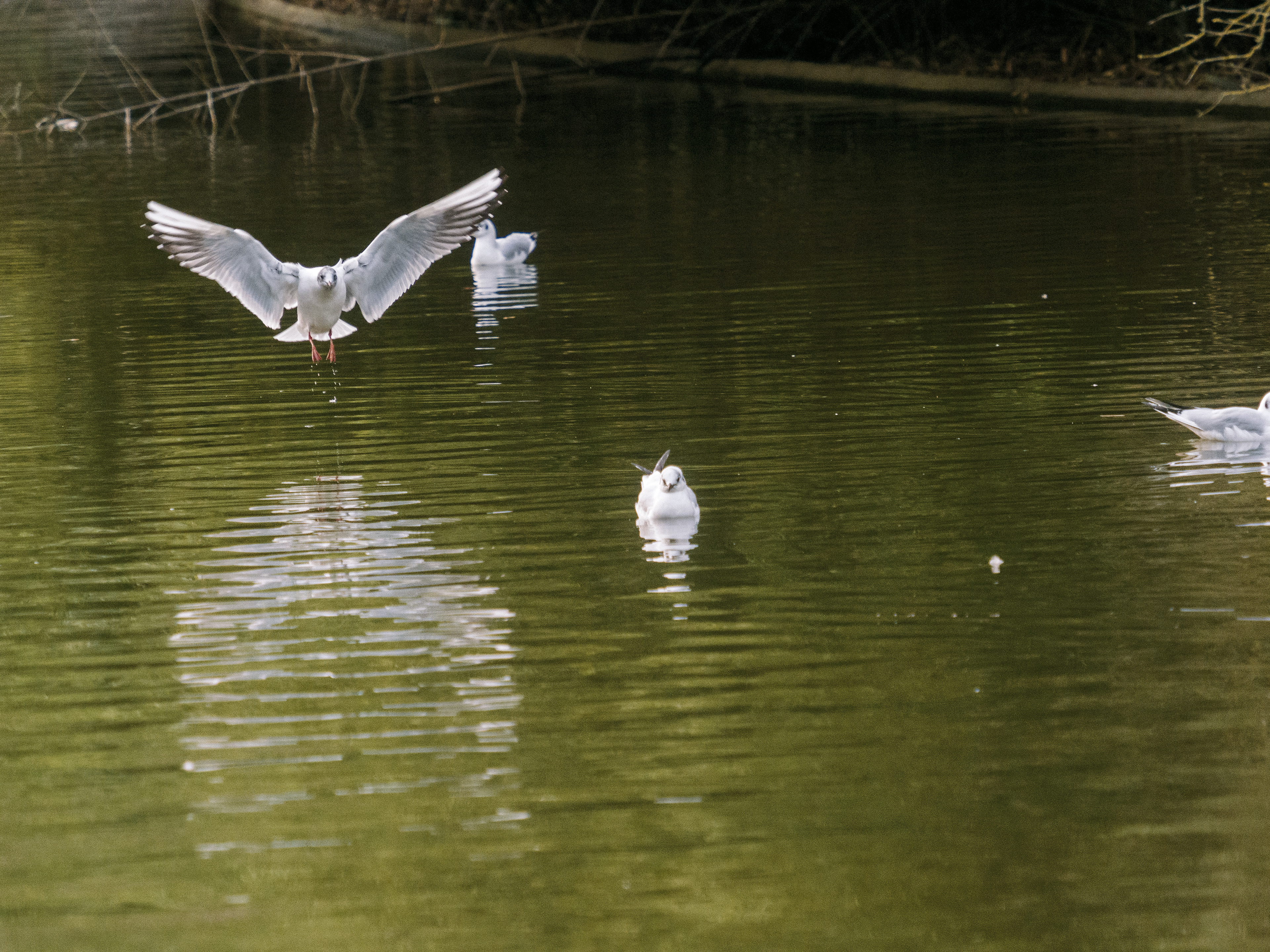 mouettes au bois de Vincennes