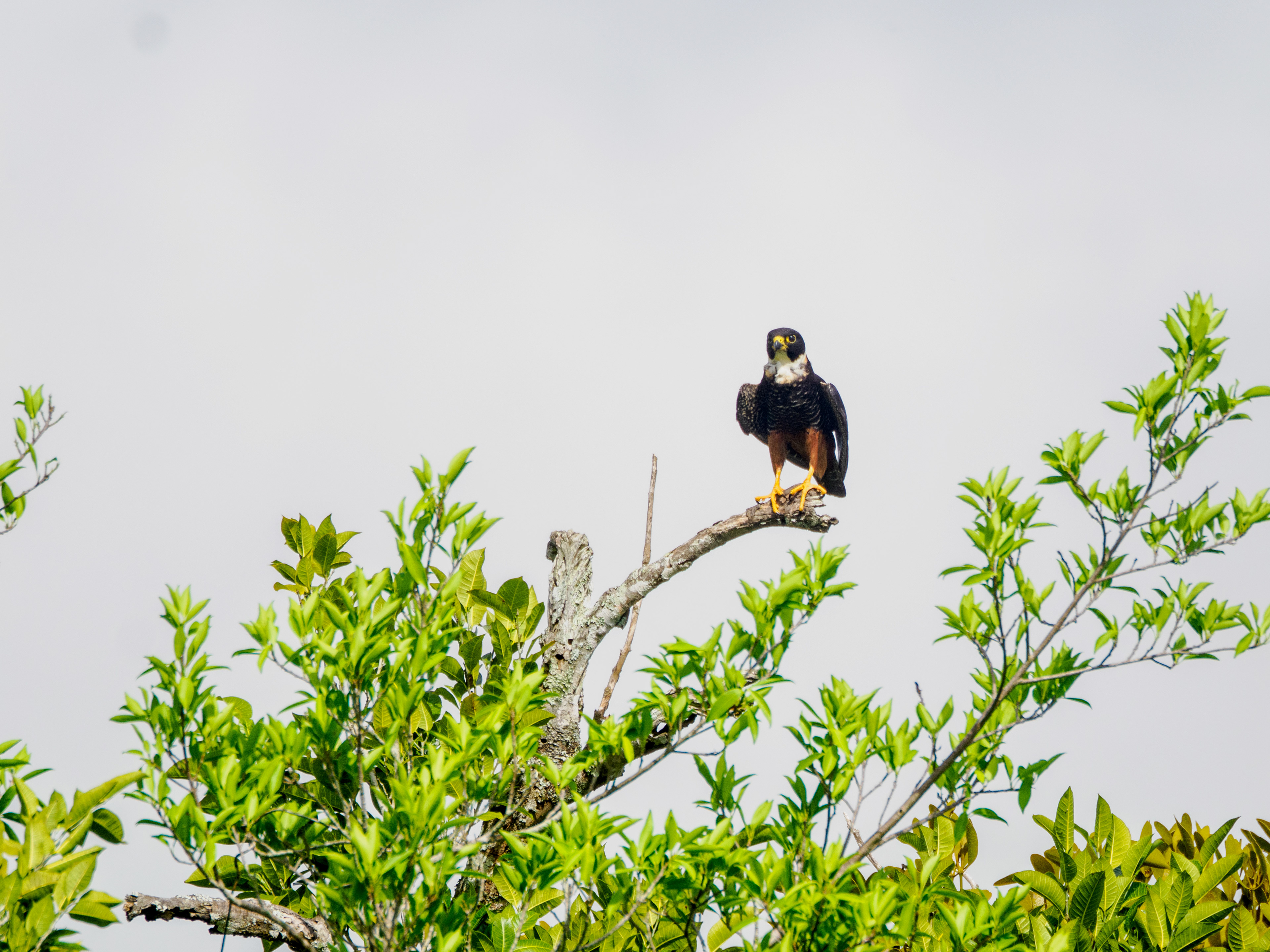 Les temples perdus dans la jungle sont ceux des meilleurs rencontres