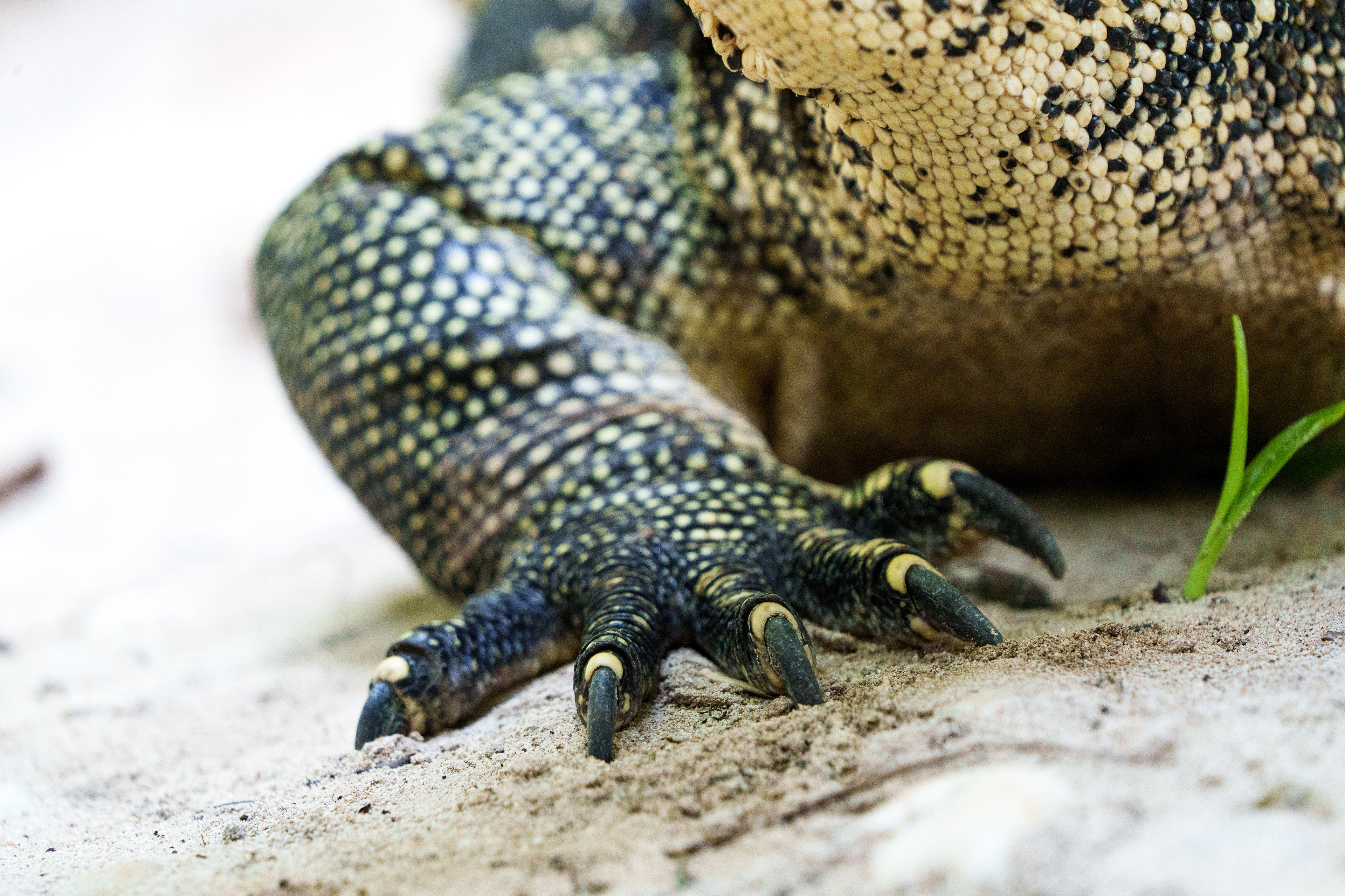 Un varan pas farouche entre la plage et la forêt