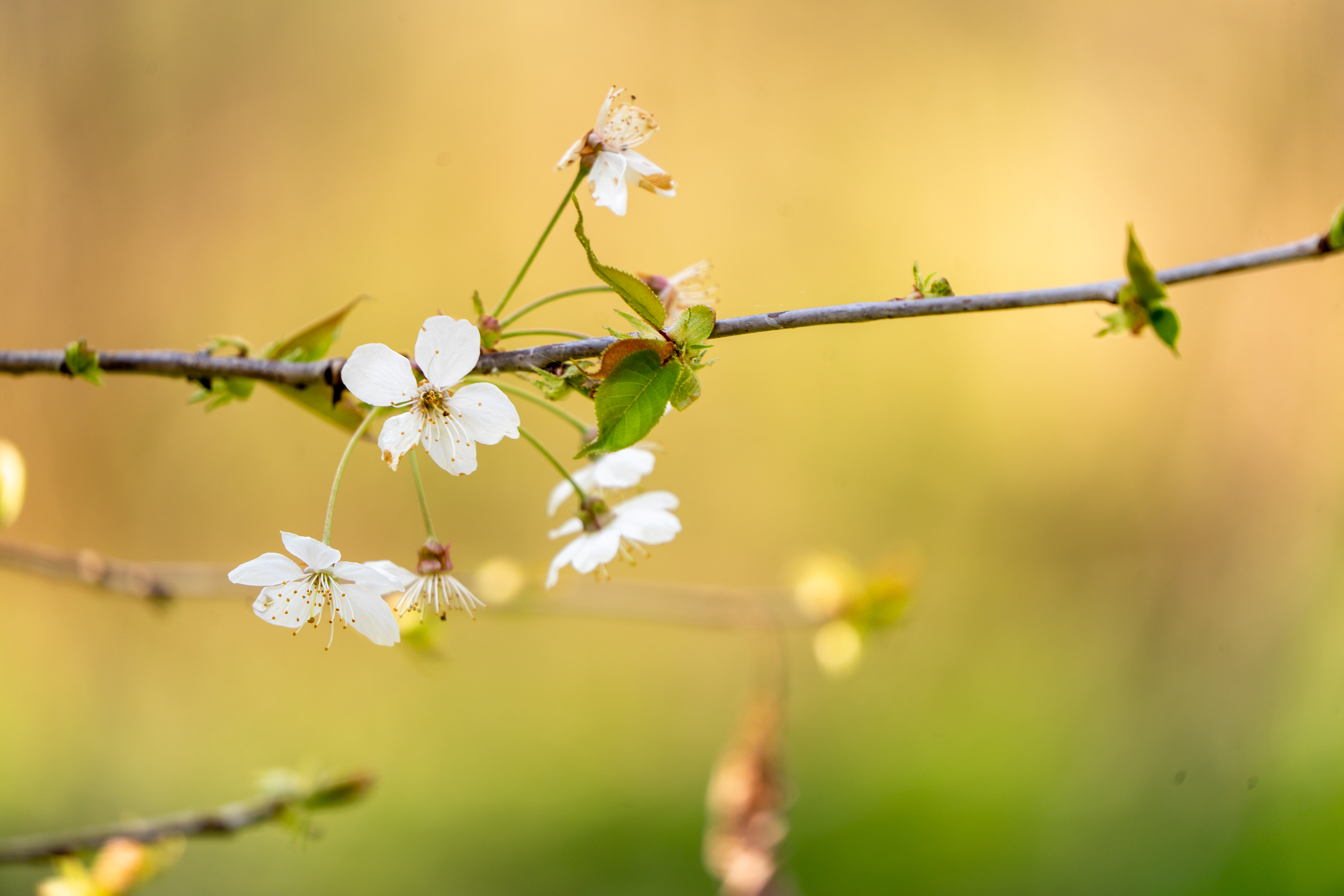 le printemps arrive
