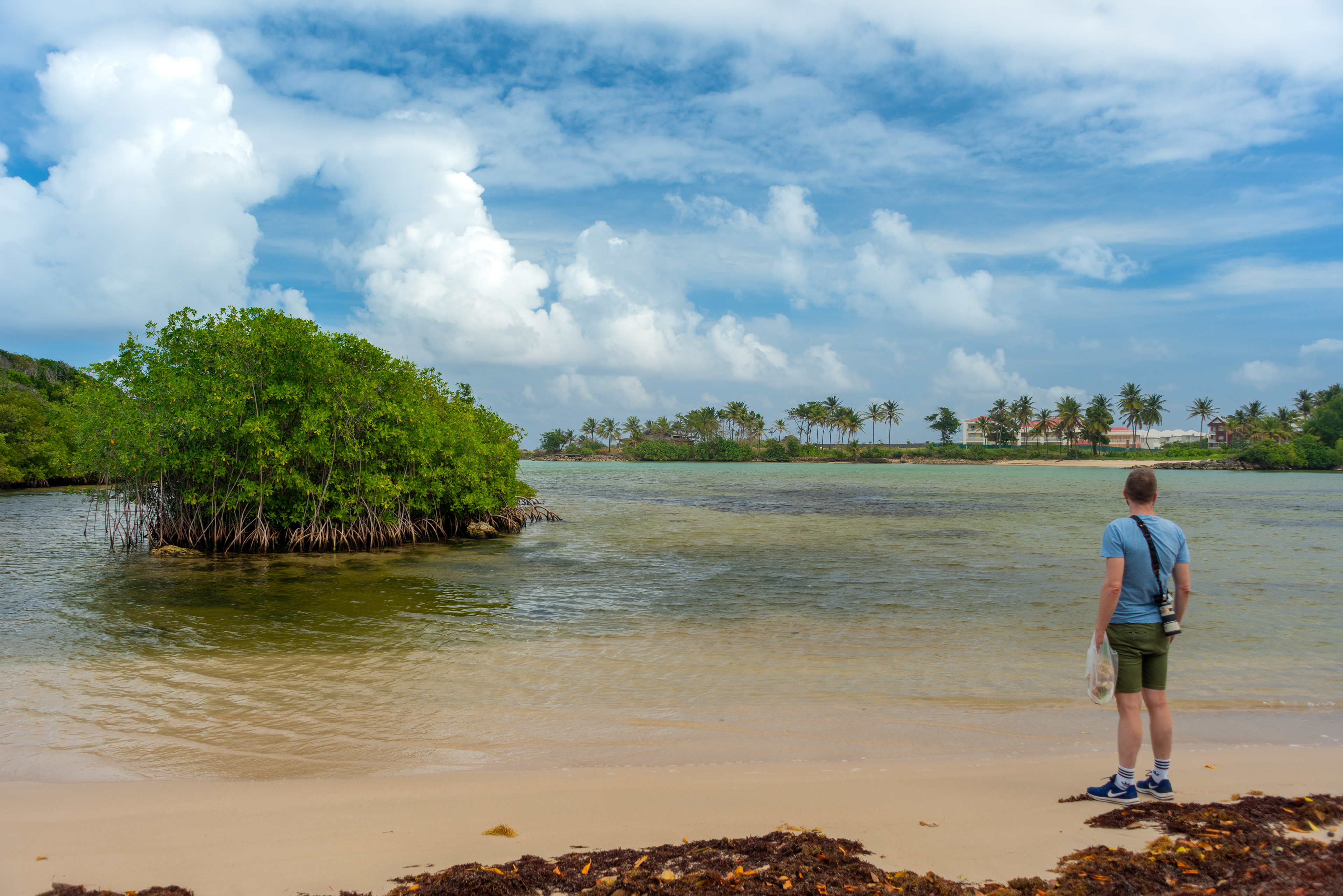 mangrove et plage