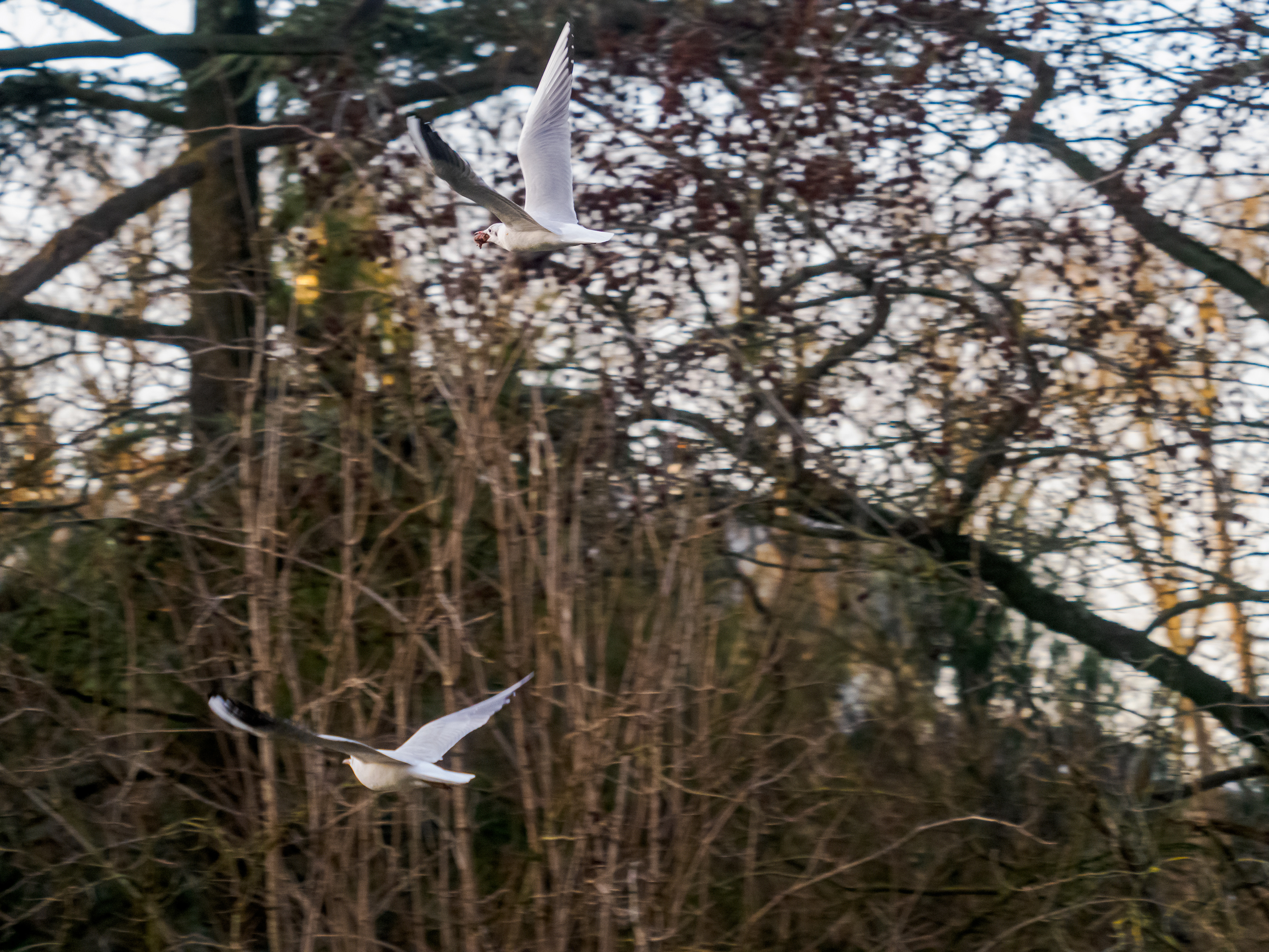 mouettes au bois de Vincennes