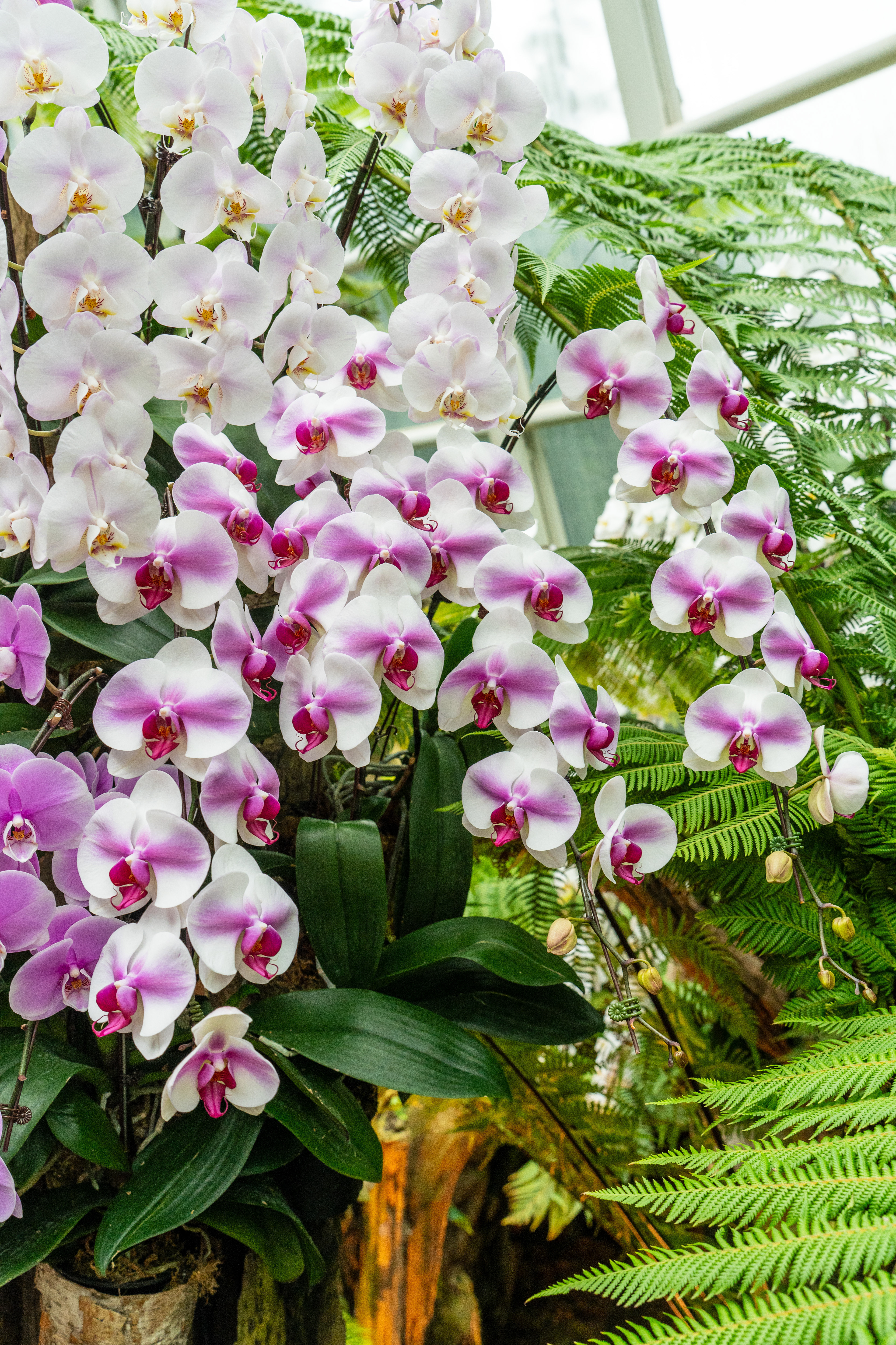 jardin des orchidées