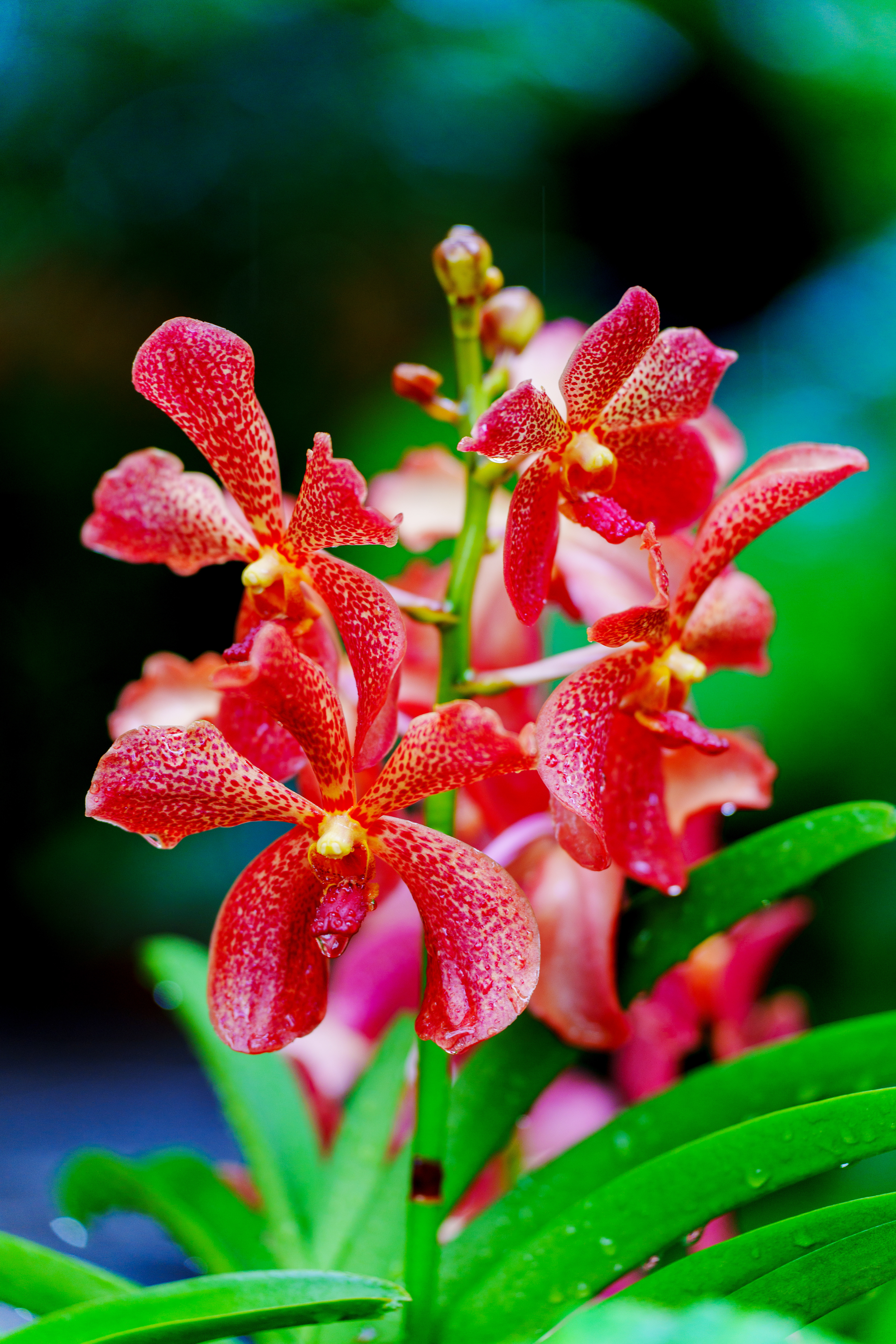 jardin des orchidées