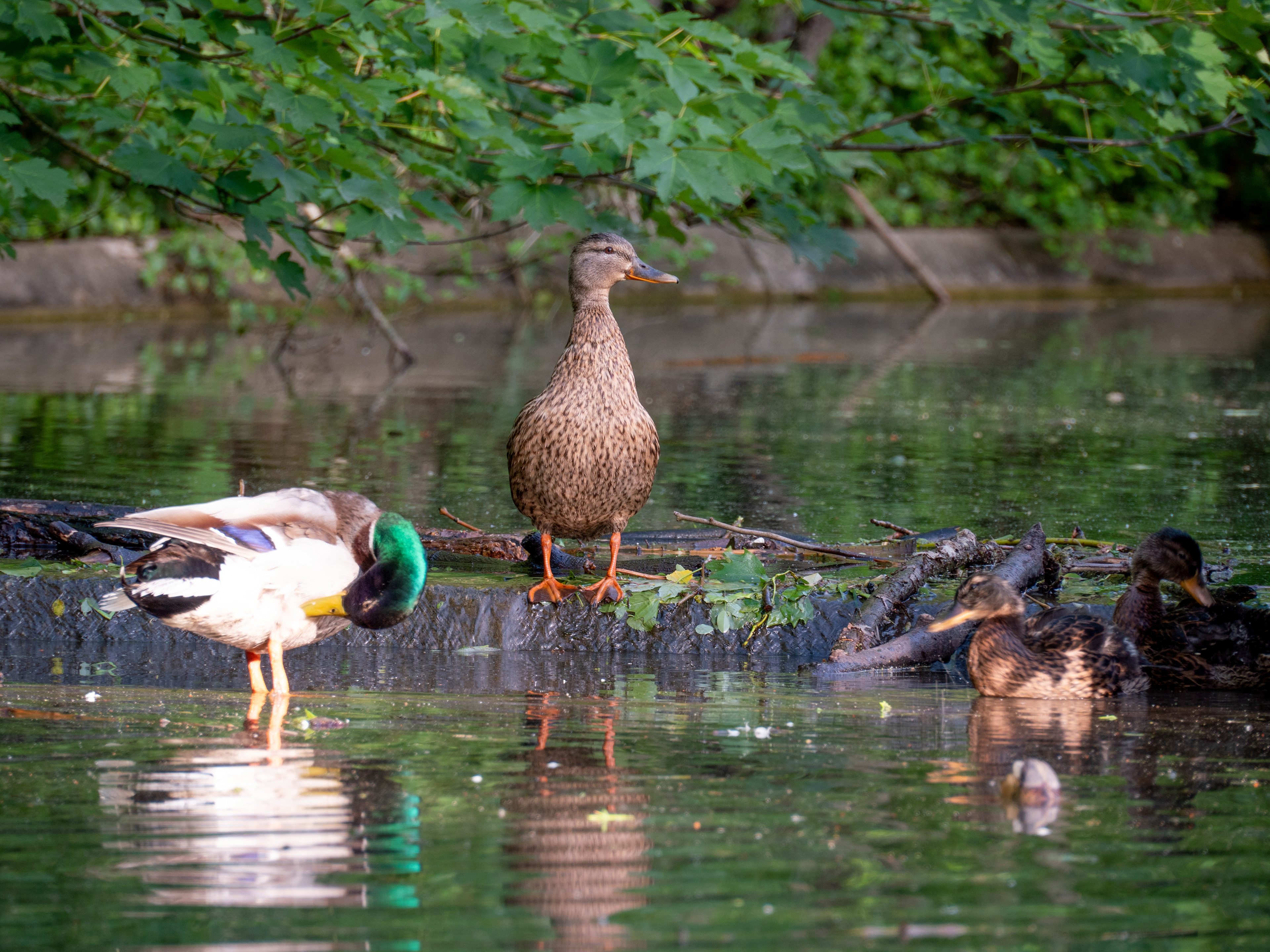 bernache du Canada et canards