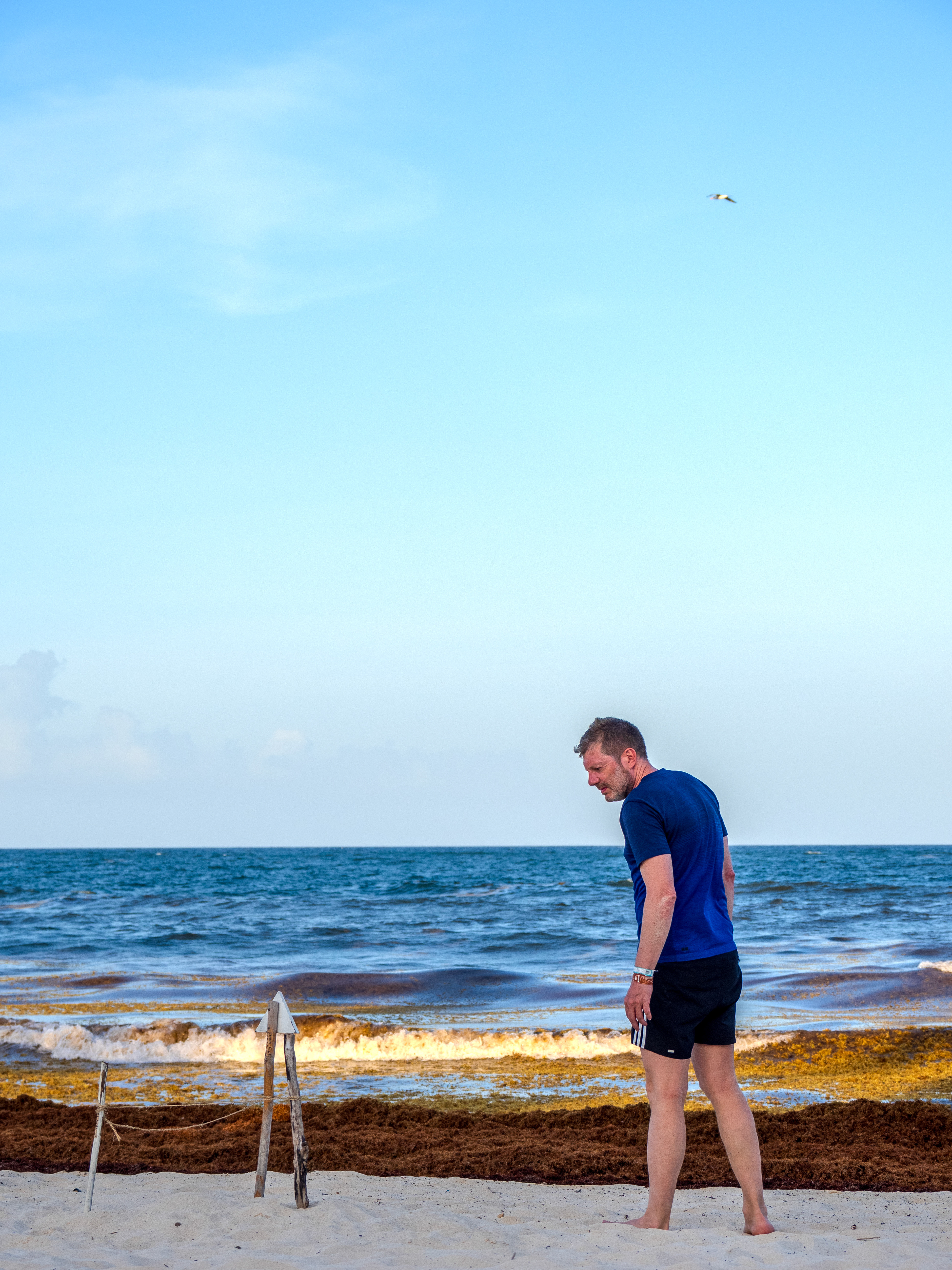 Protection d'une ponte de tortue