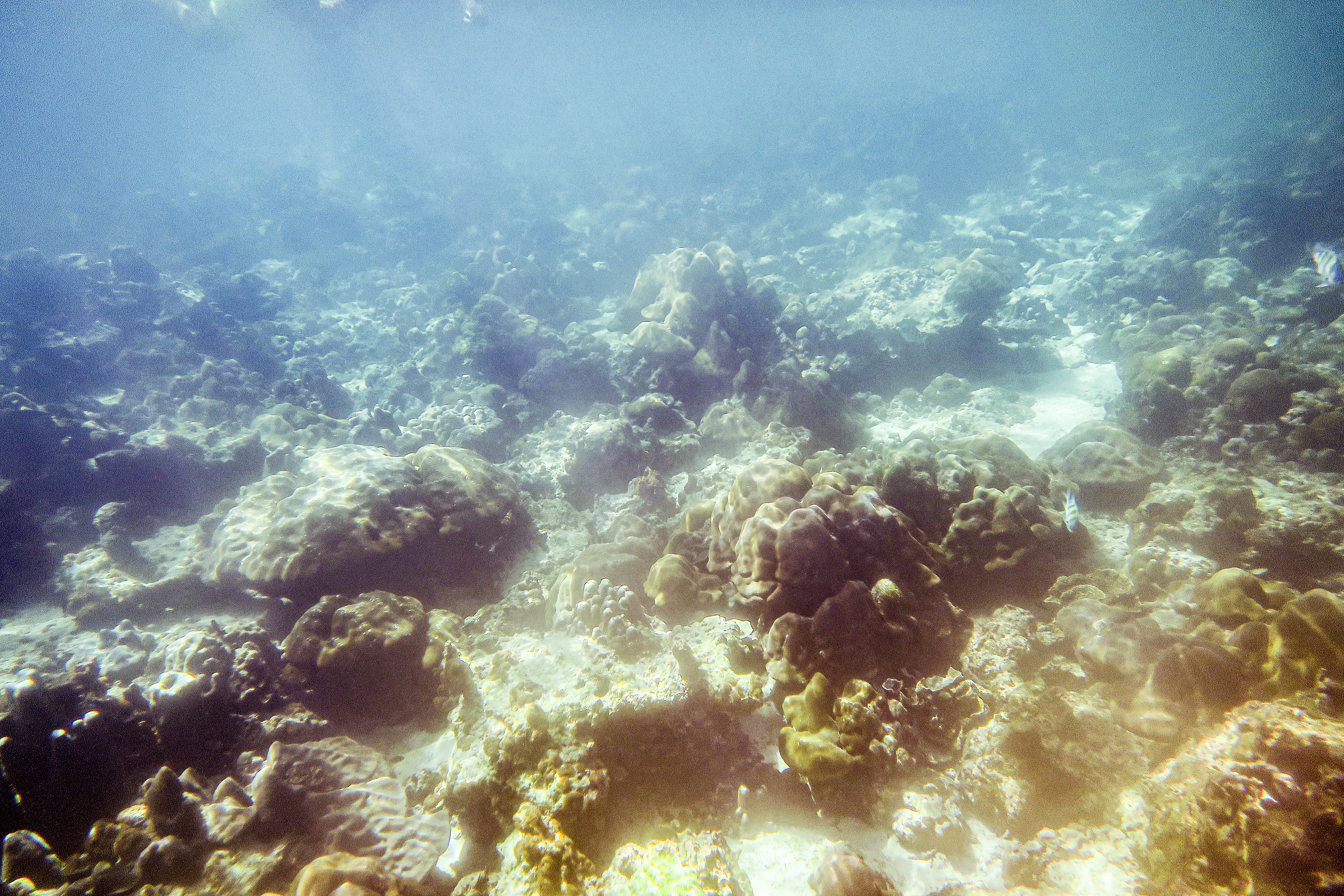 snorkeling