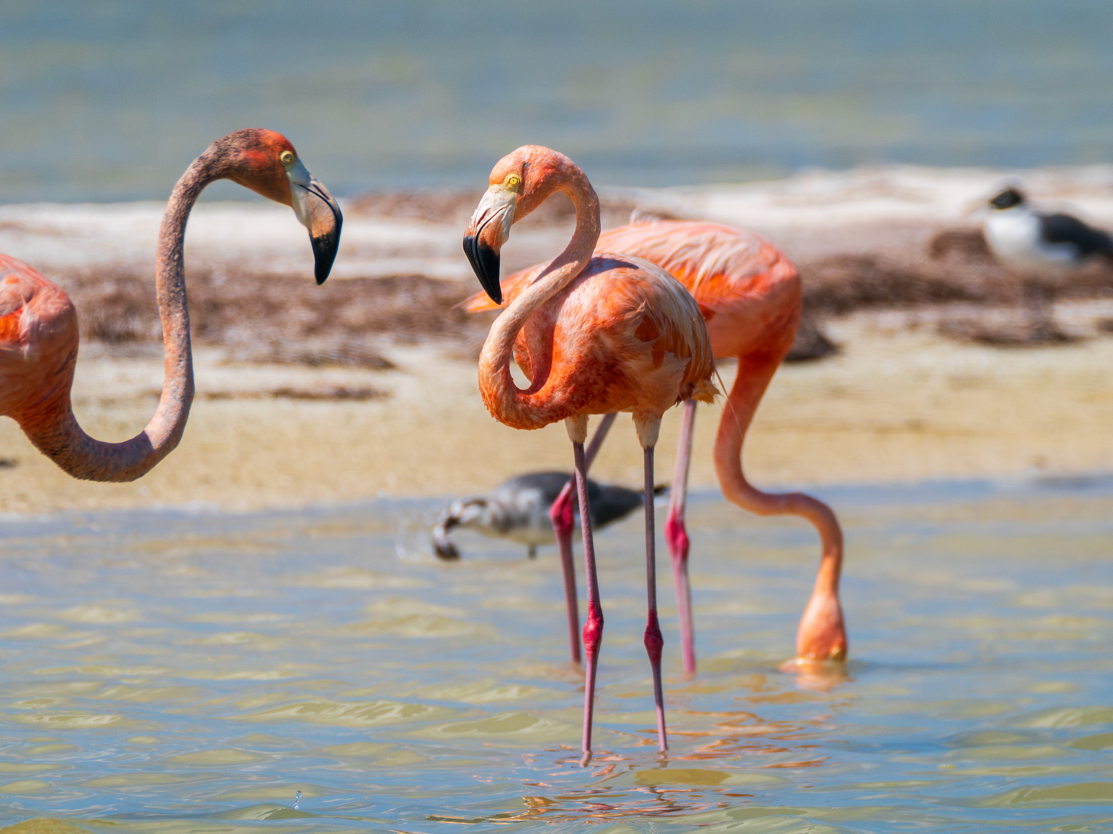 flamands roses