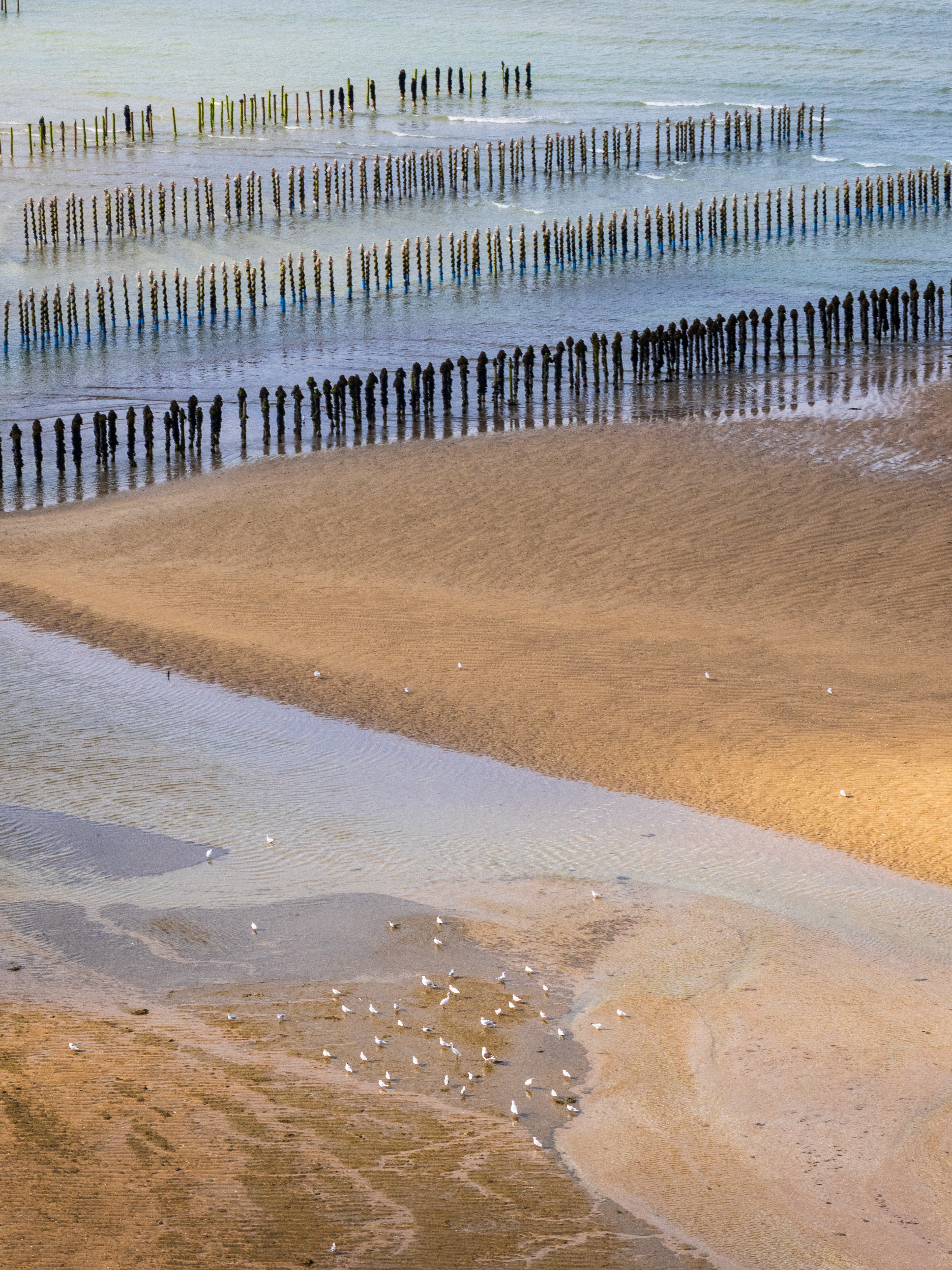 Bouchots de Mytiliculture