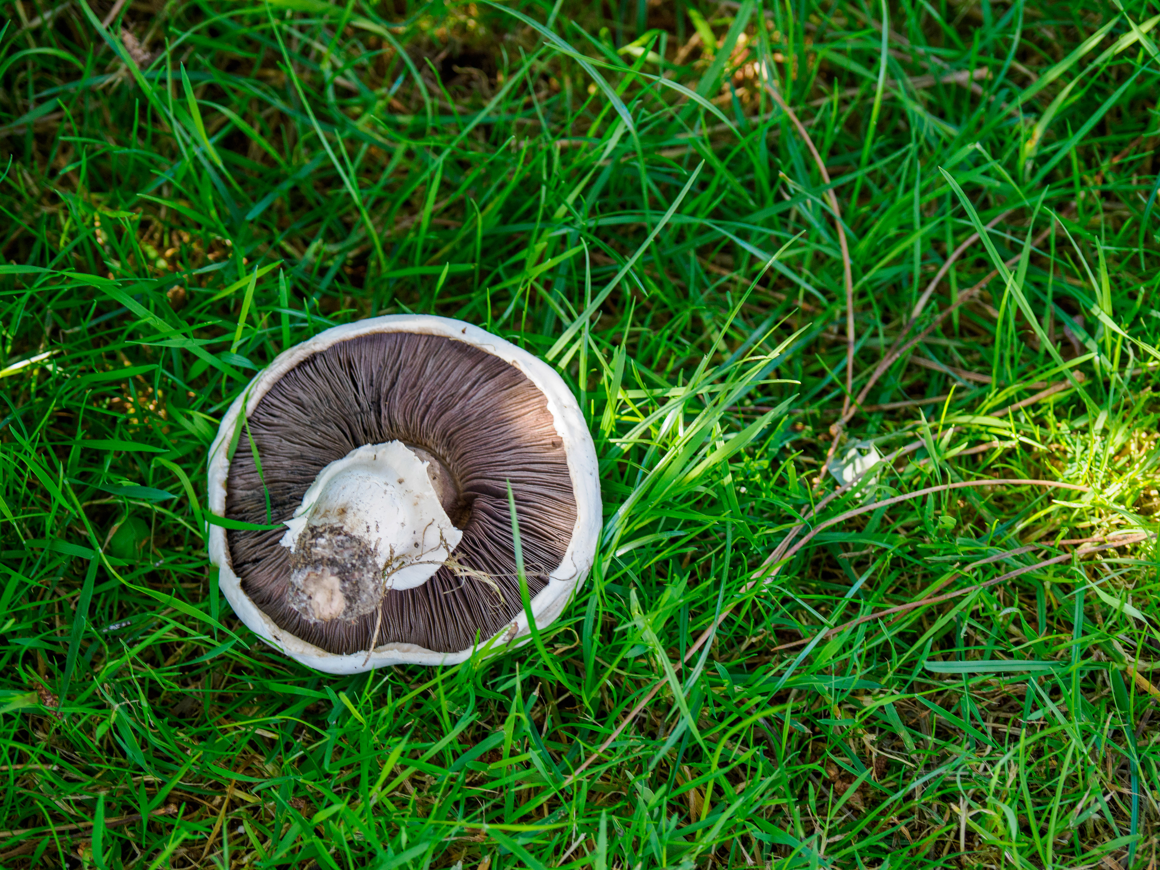Champignon