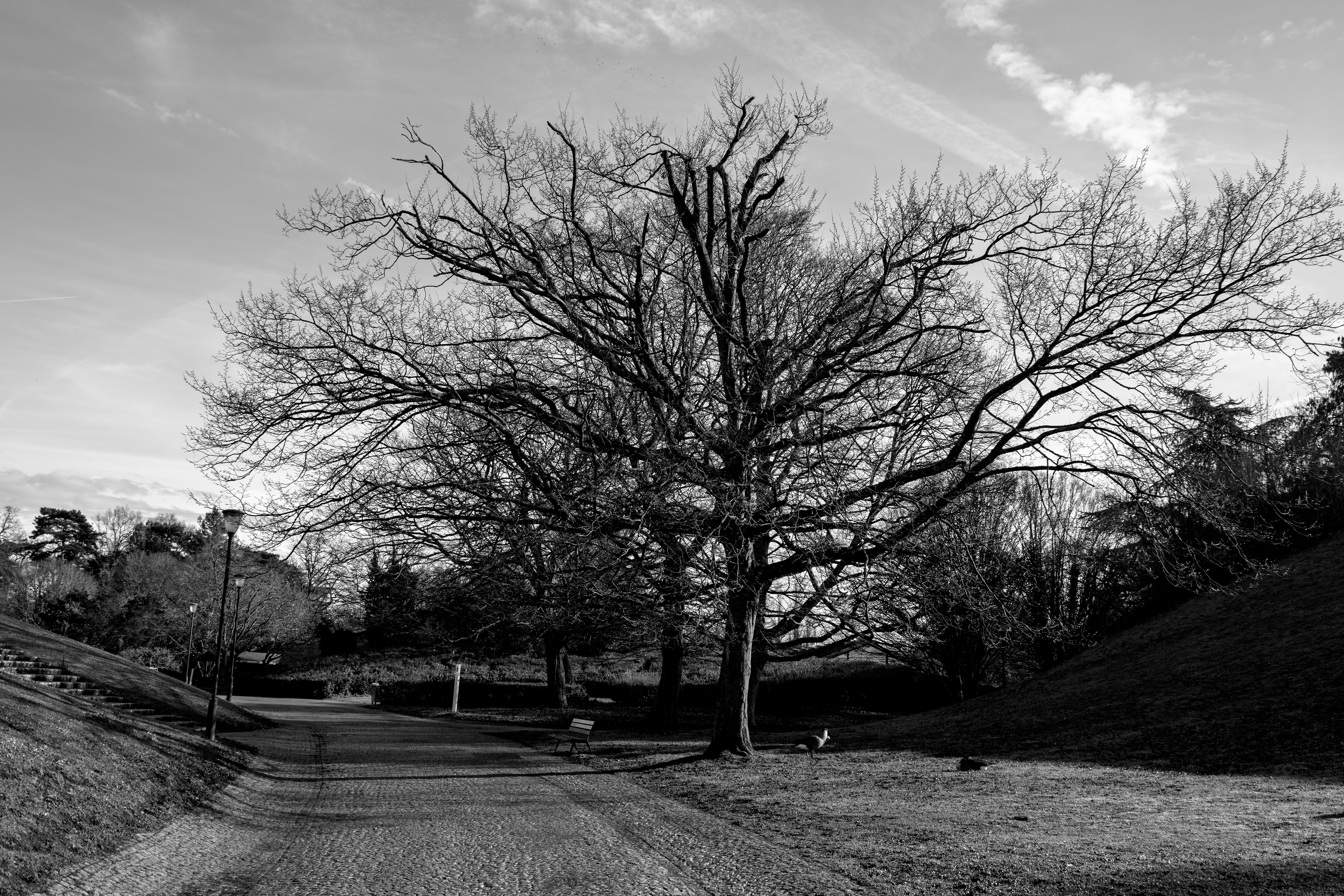 sentier du parc en hiver