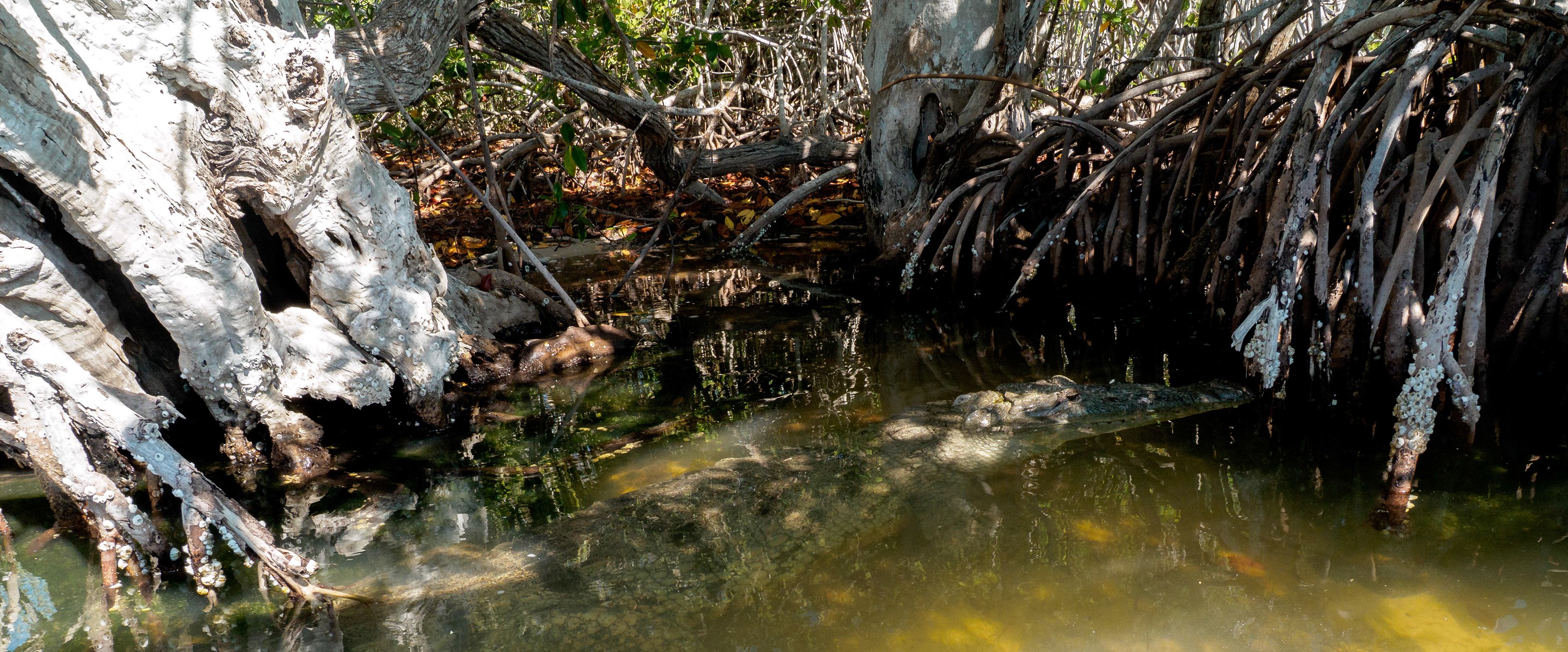 première rencontre sauvage