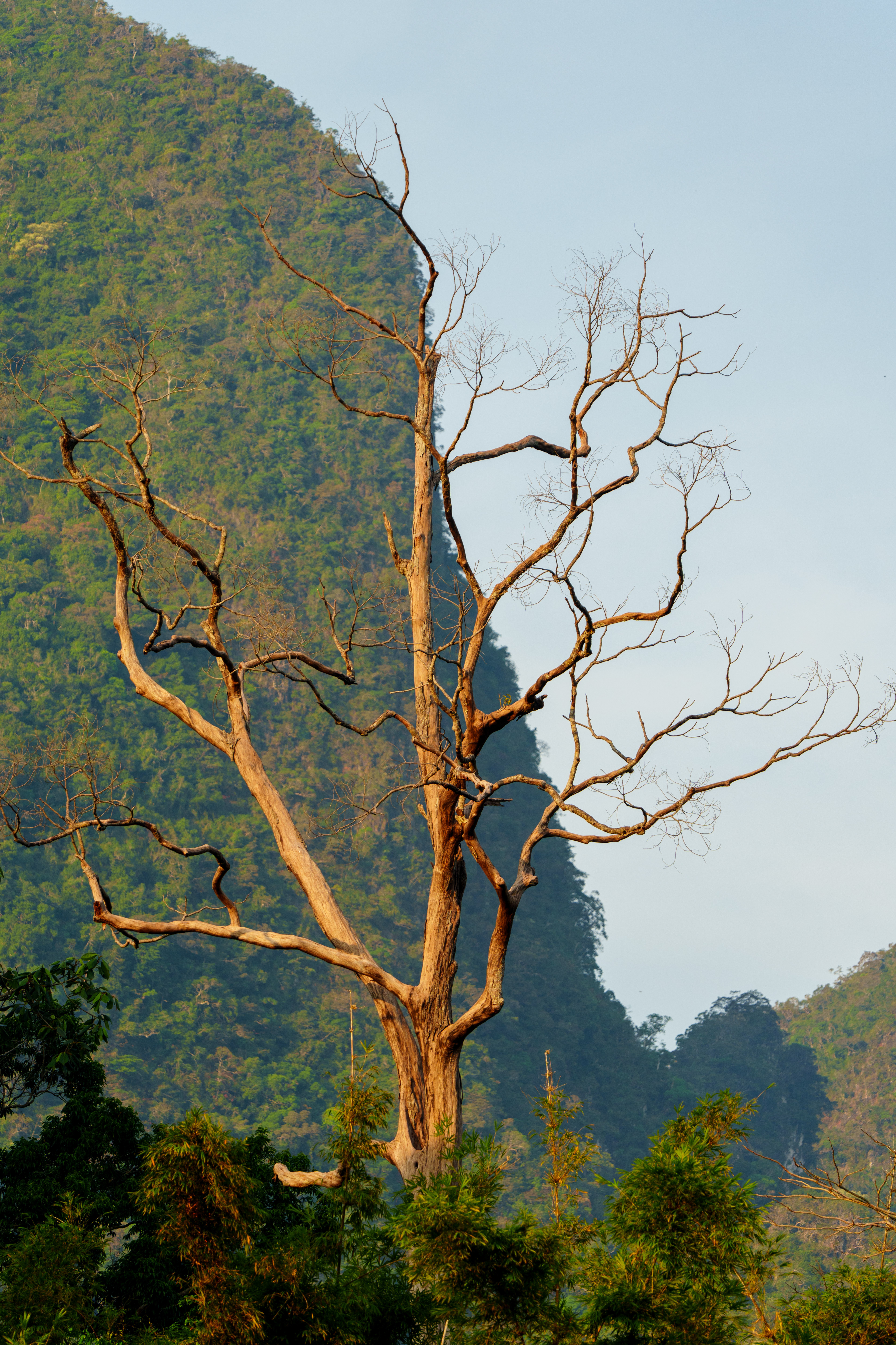 lumière matinale, on se lève tôt pour profiter des "morning safaris"