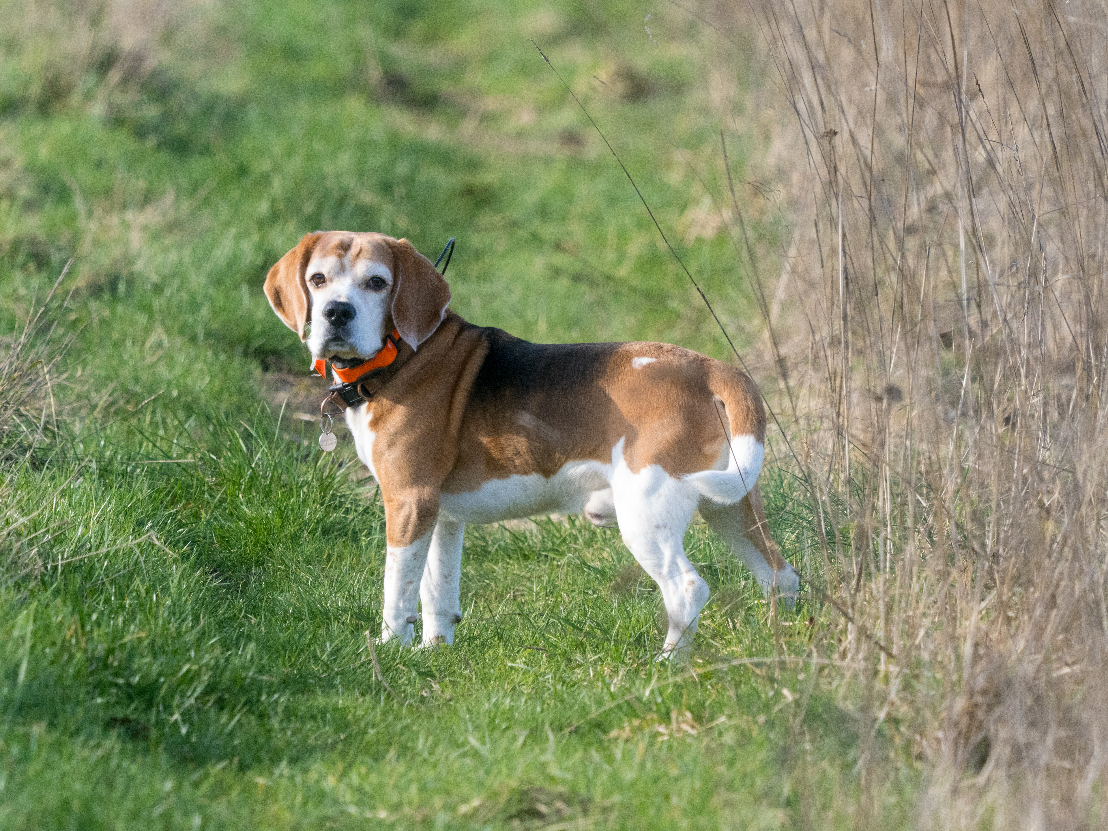 chien