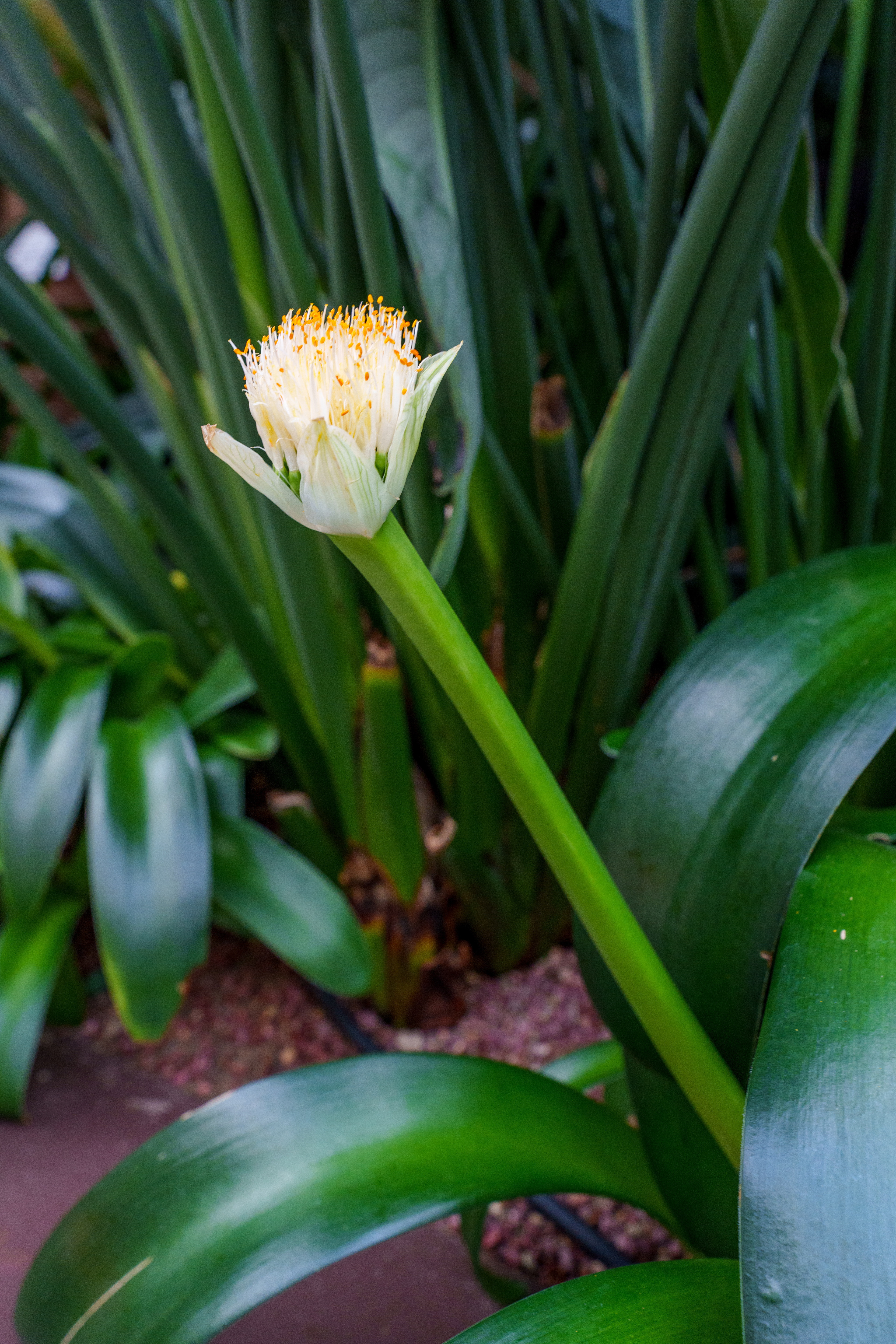 Flower Dome