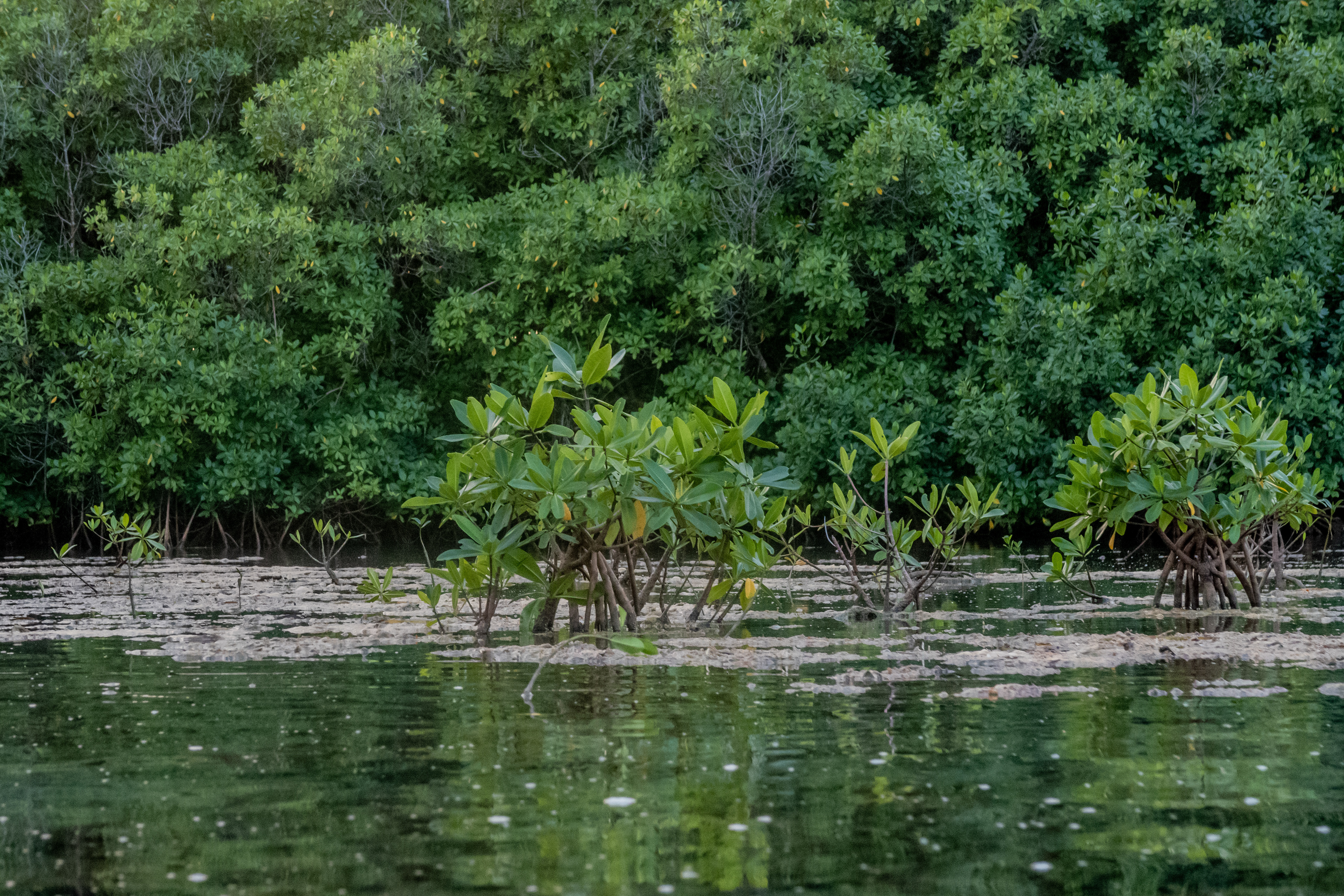 mangrove