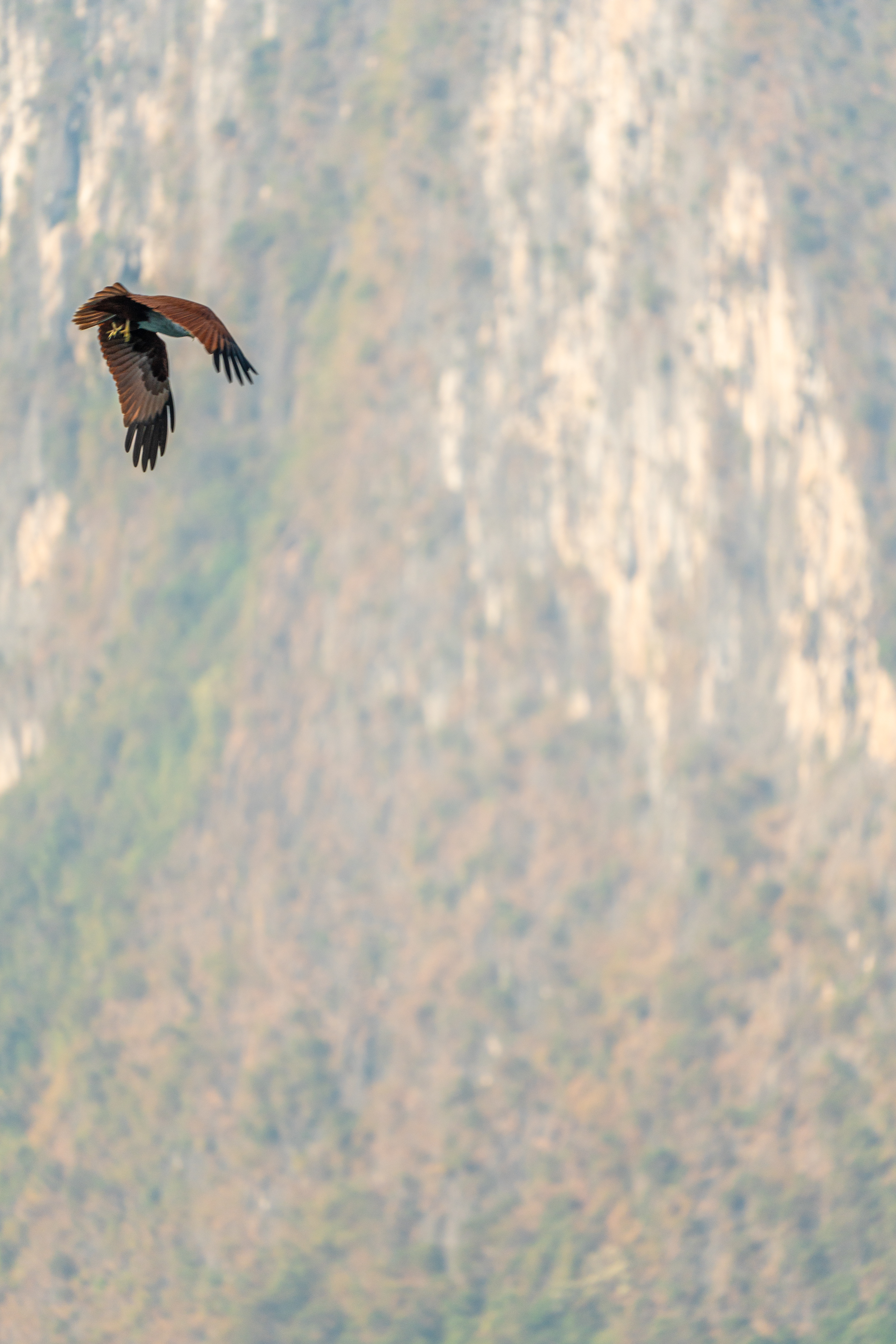 aigle pêcheur