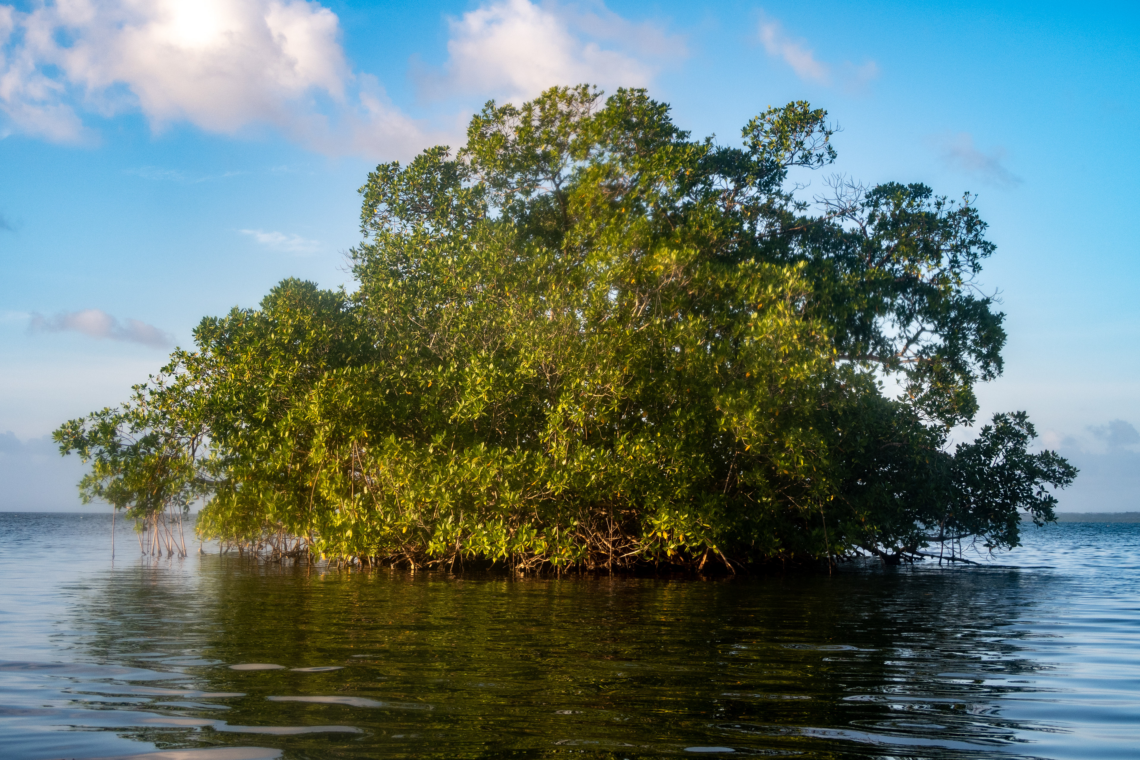 Mangrove