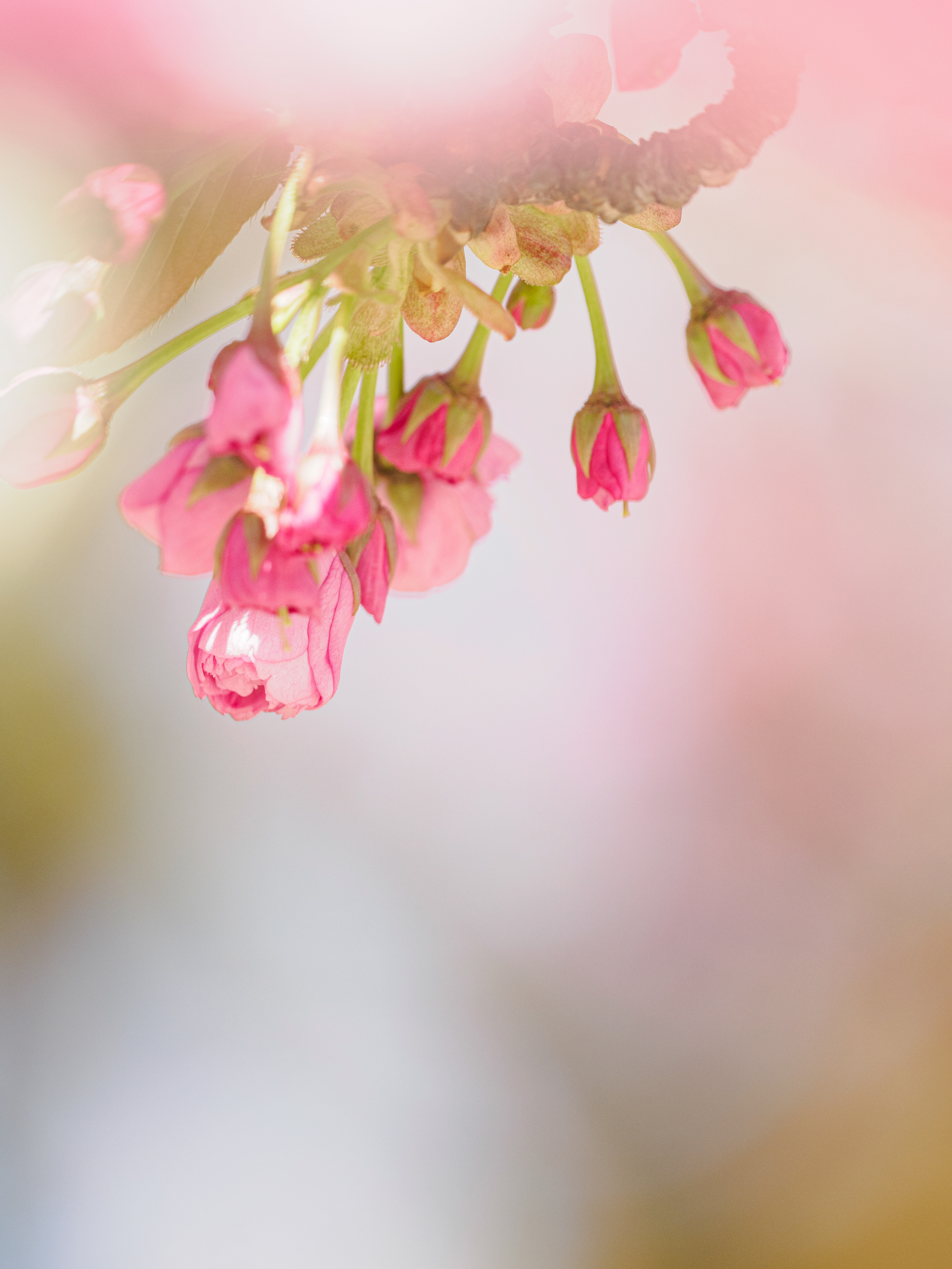 le printemps arrive