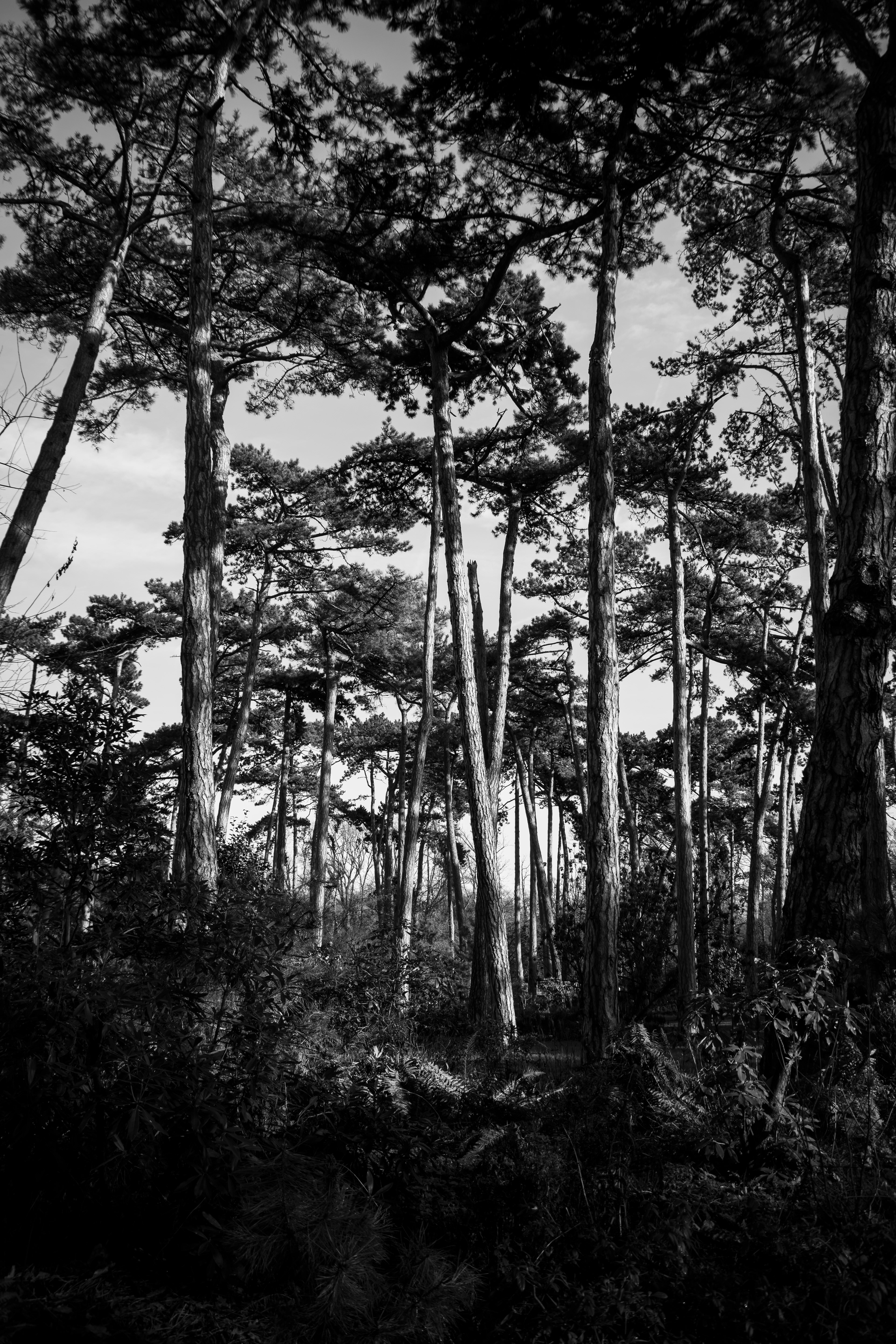 lumière dans les arbres