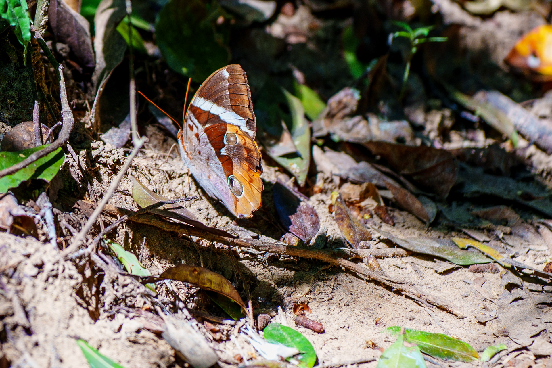 papillon