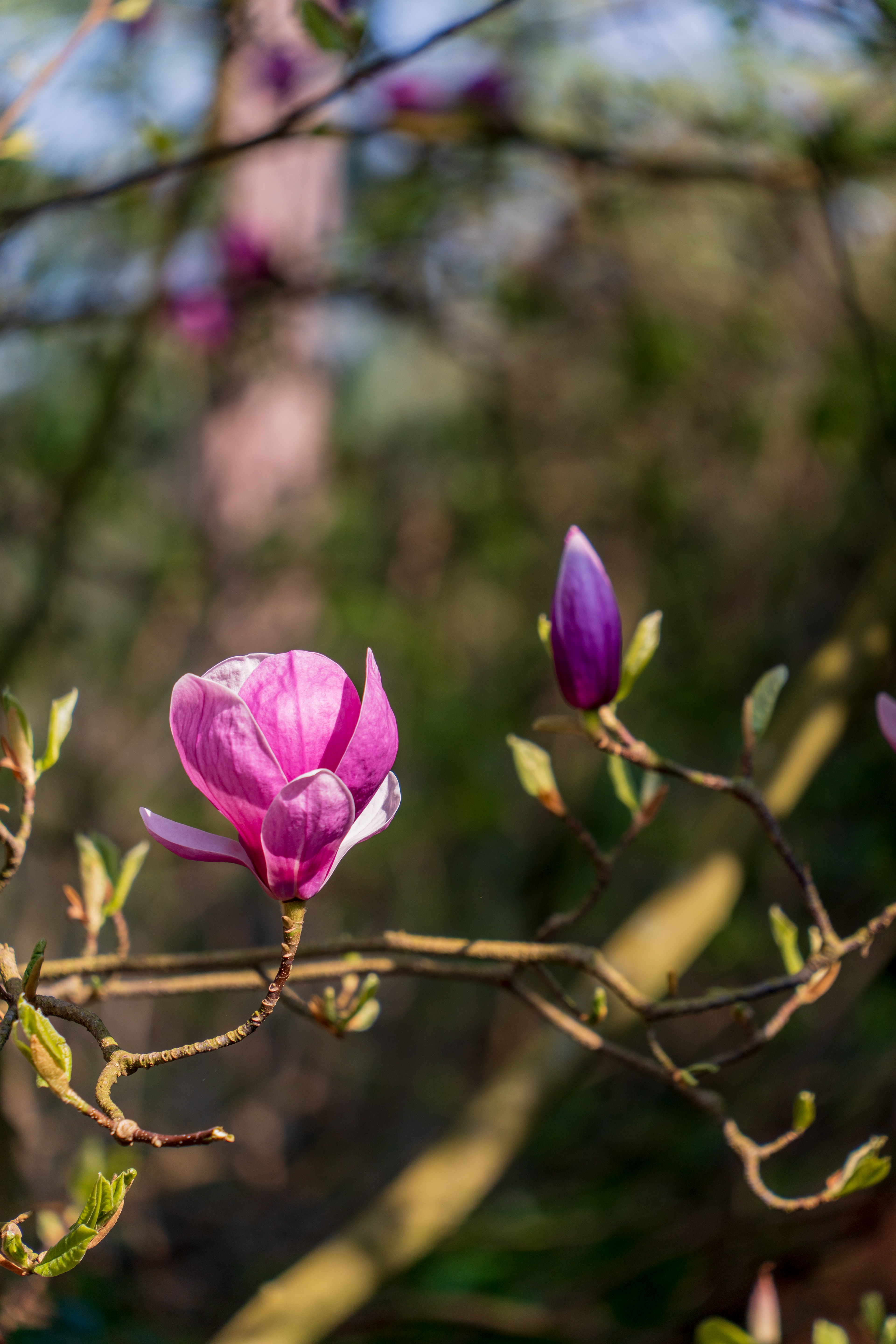 le printemps arrive