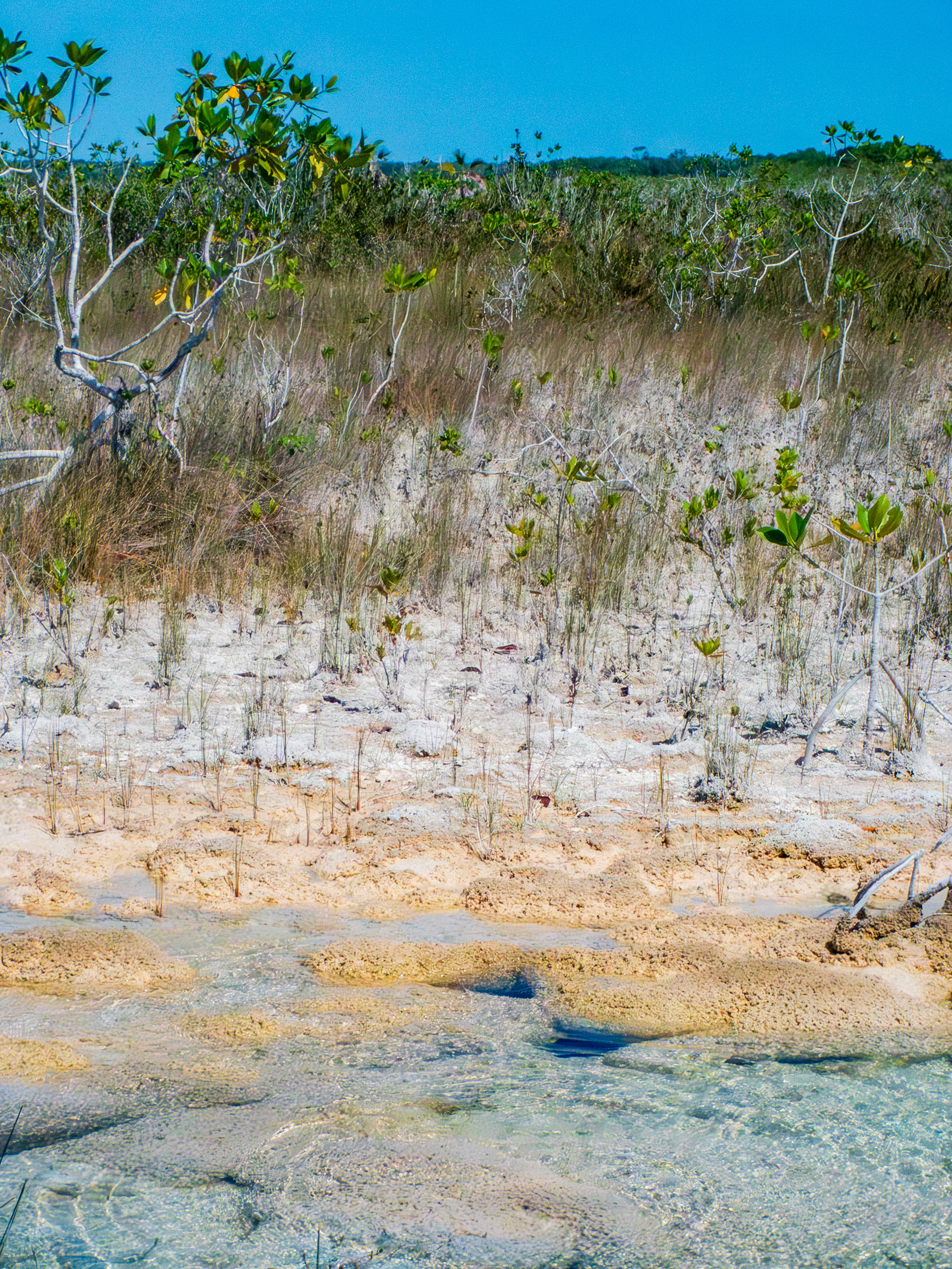 mangrove et stromatolites