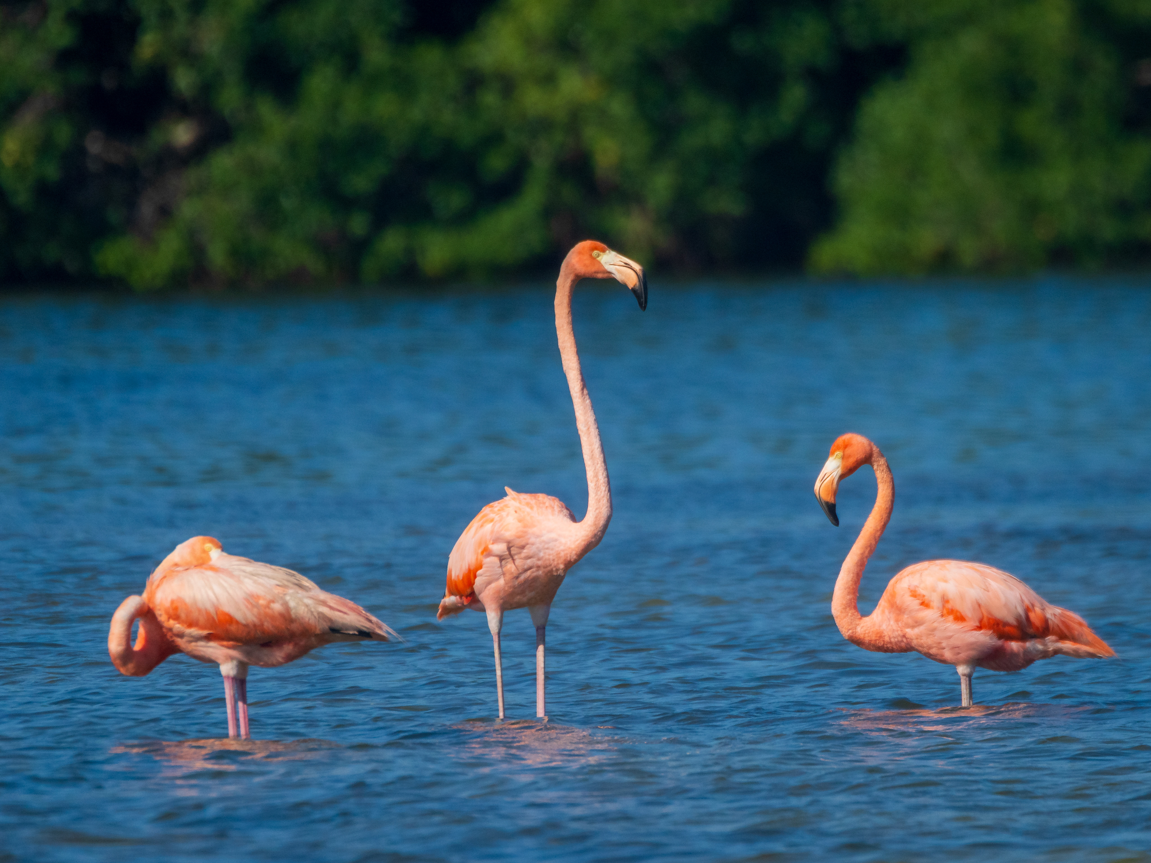 Premiers flamands roses