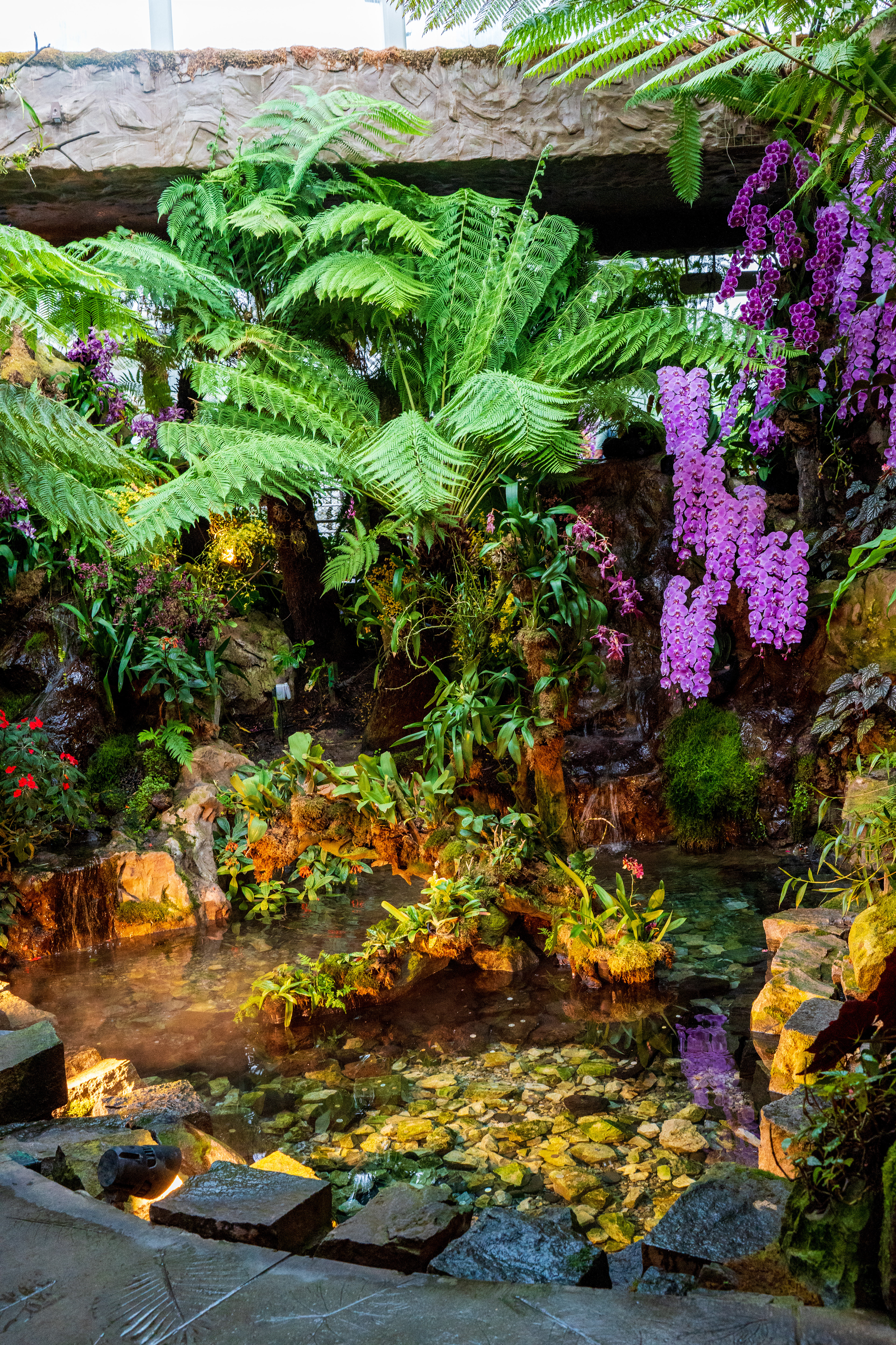 jardin des orchidées
