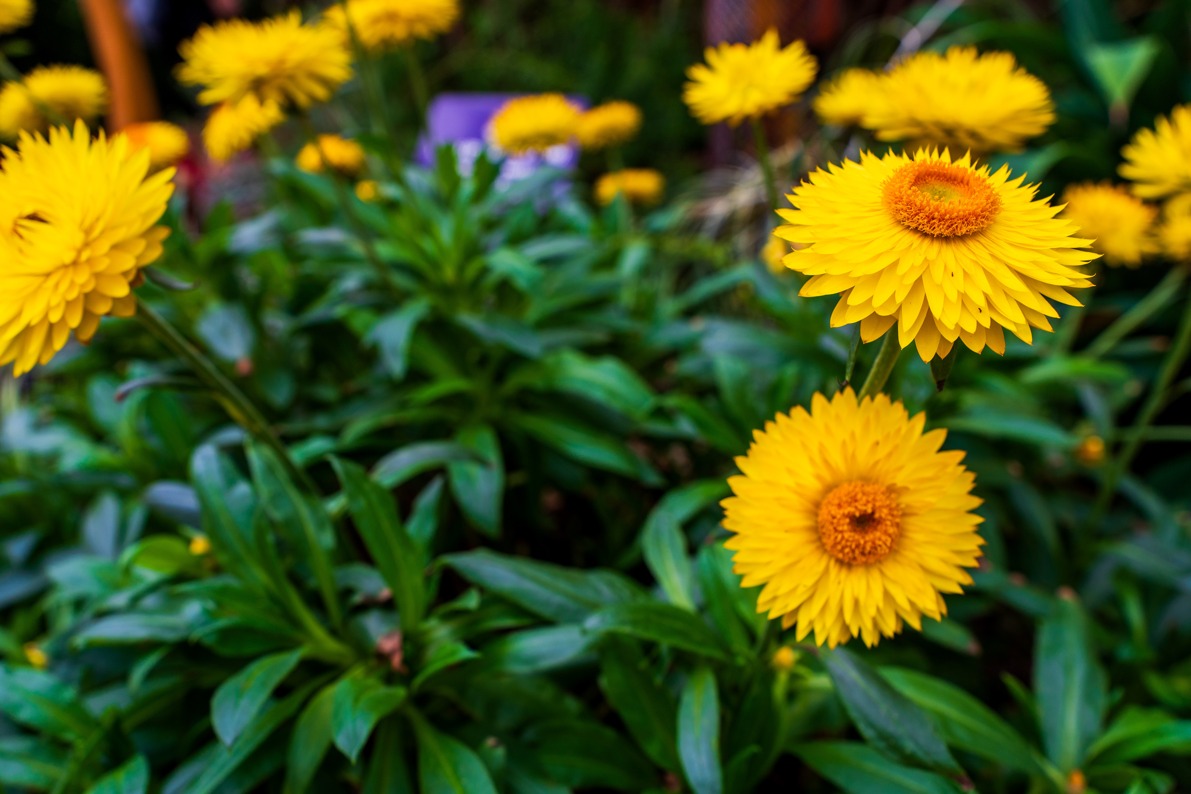 Flower Dome