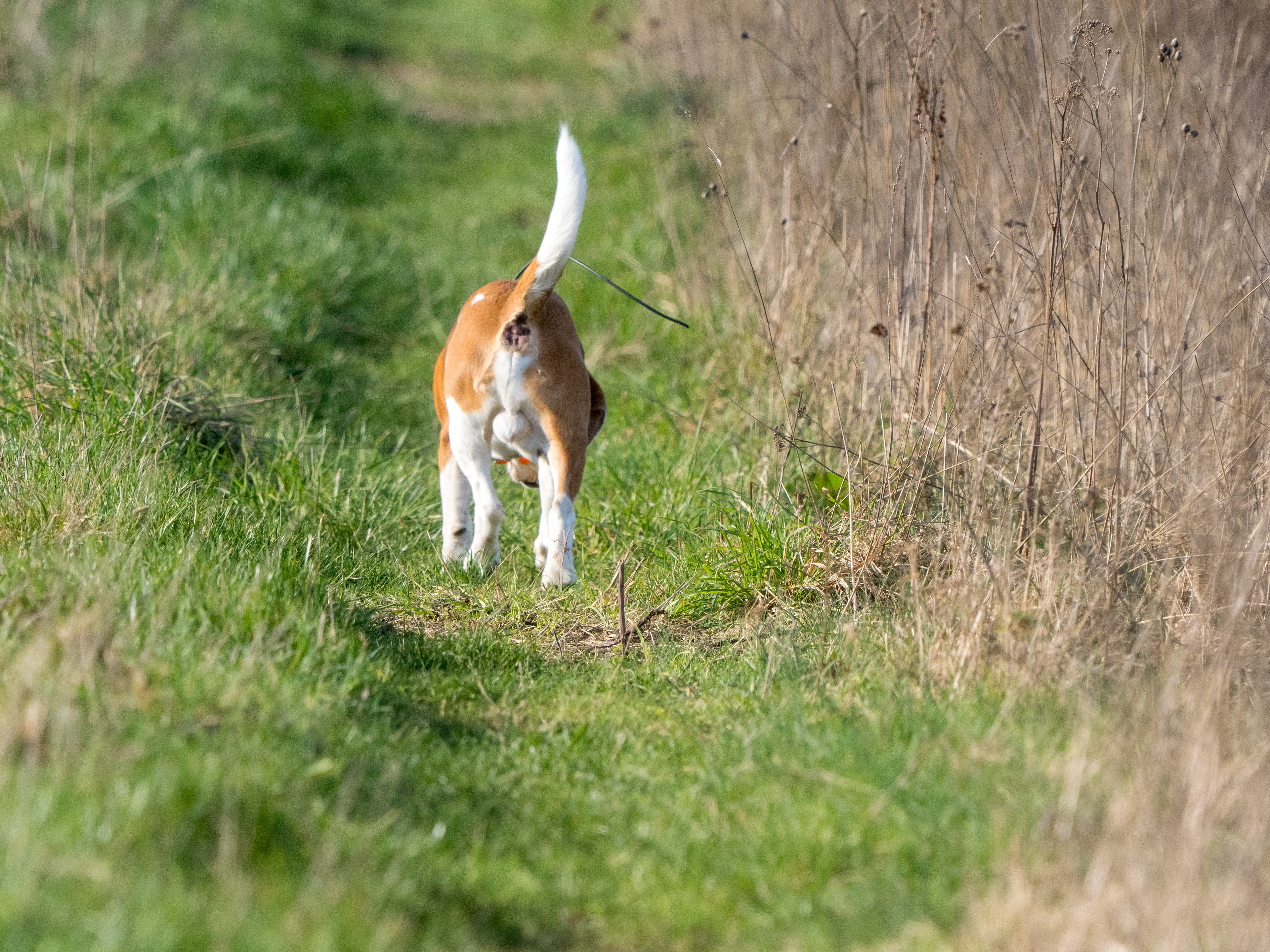 chien