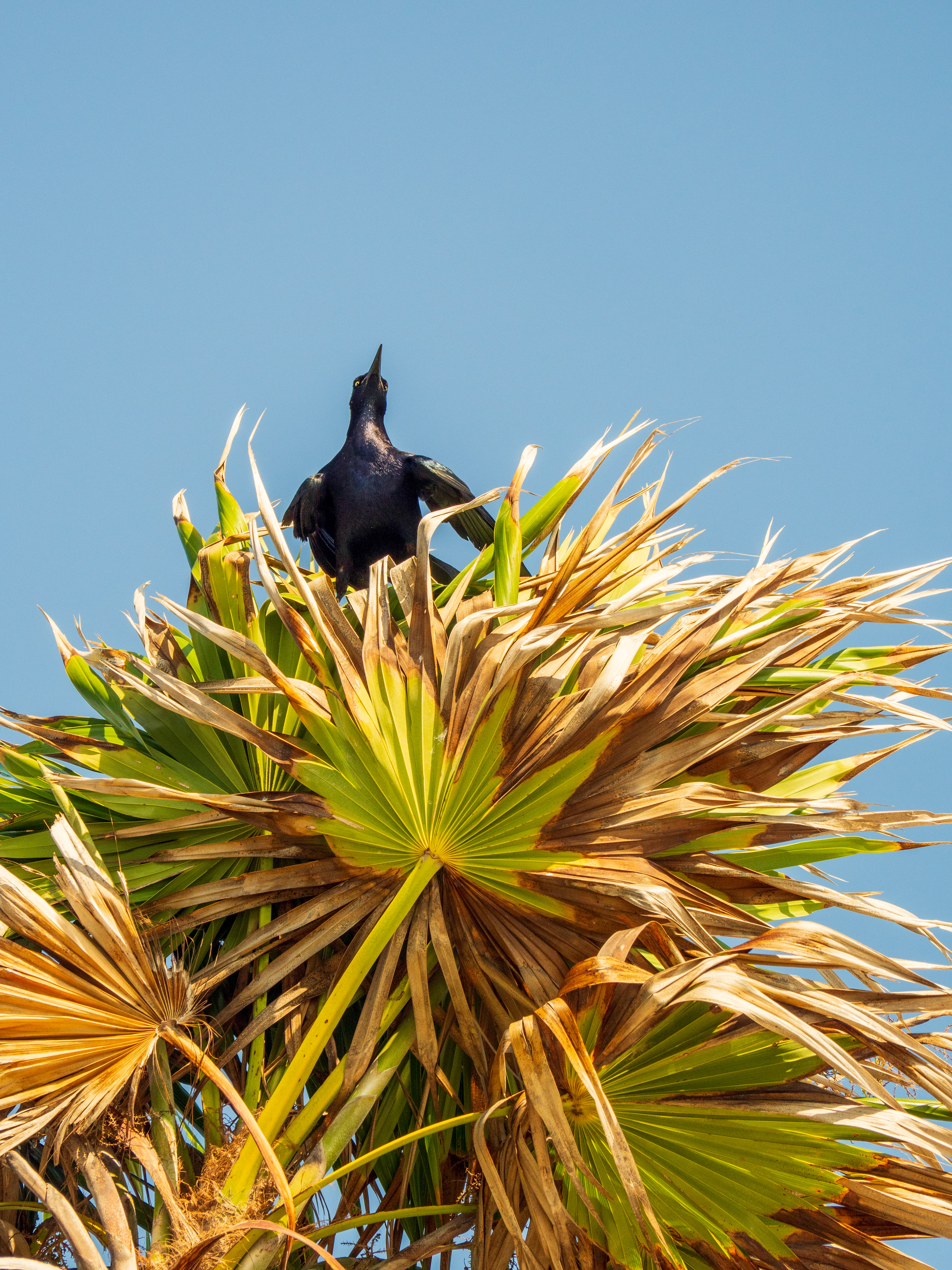 oiseau dans un palmier