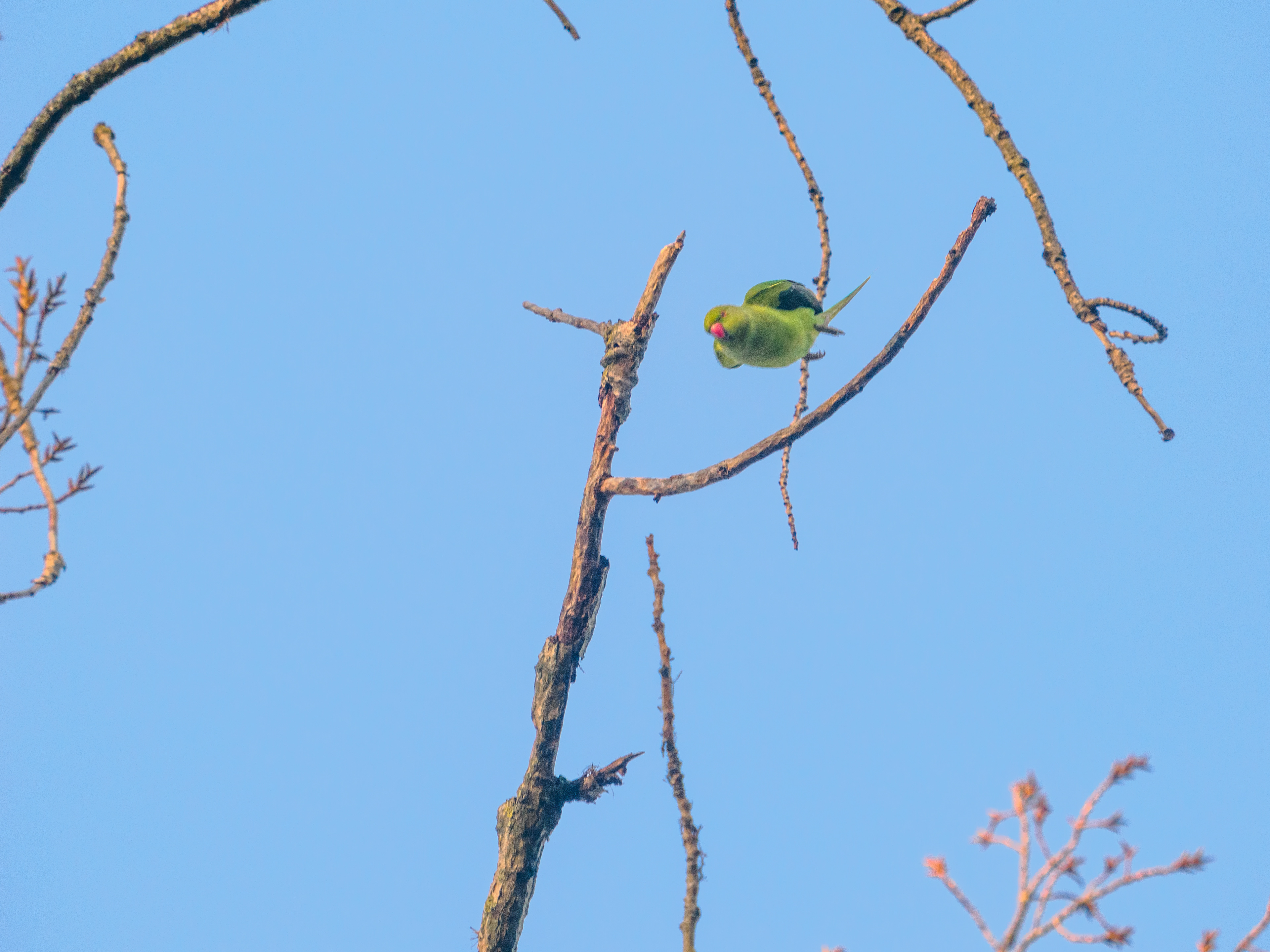 perruche au bois de Vincennes
