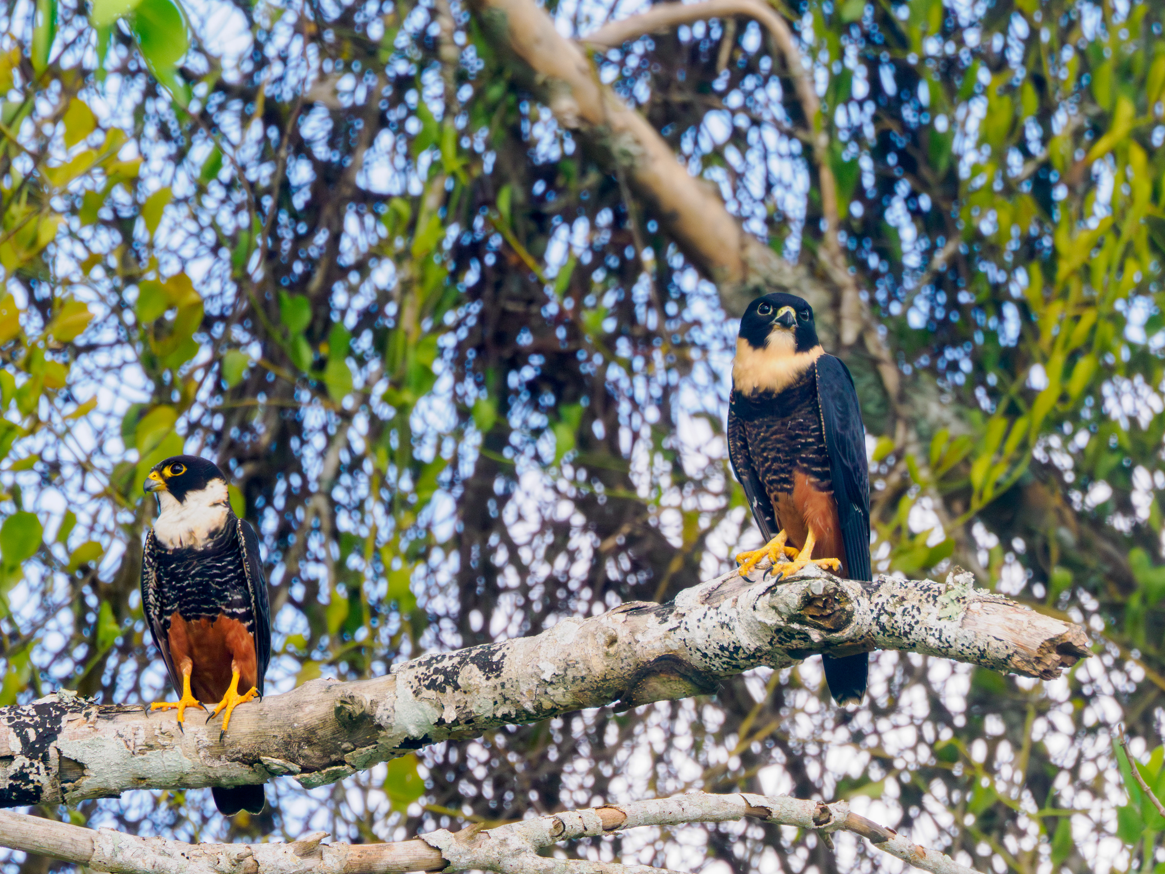 Les temples perdus dans la jungle sont ceux des meilleurs rencontres