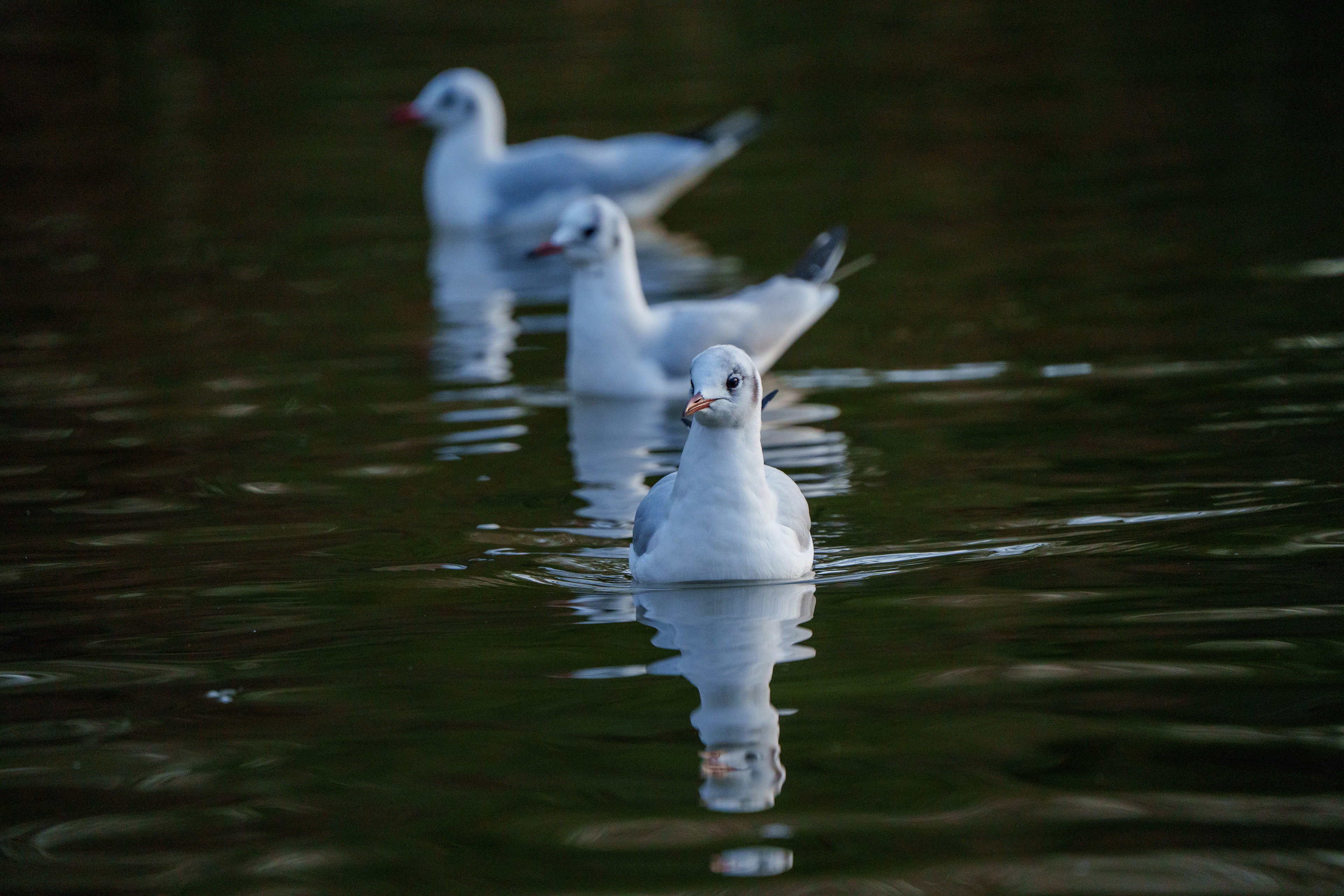 mouettes au bois de Vincennes