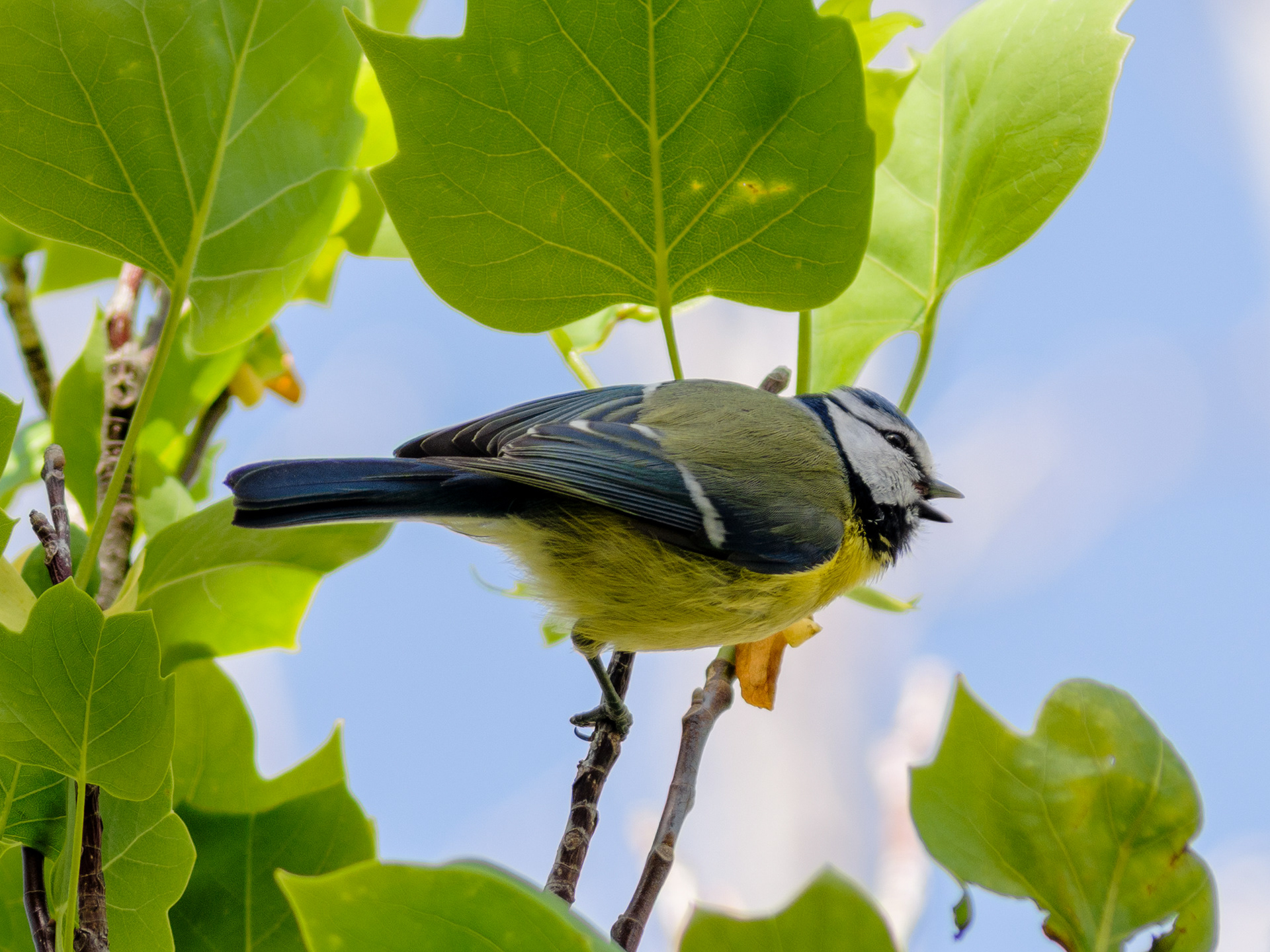 mésange