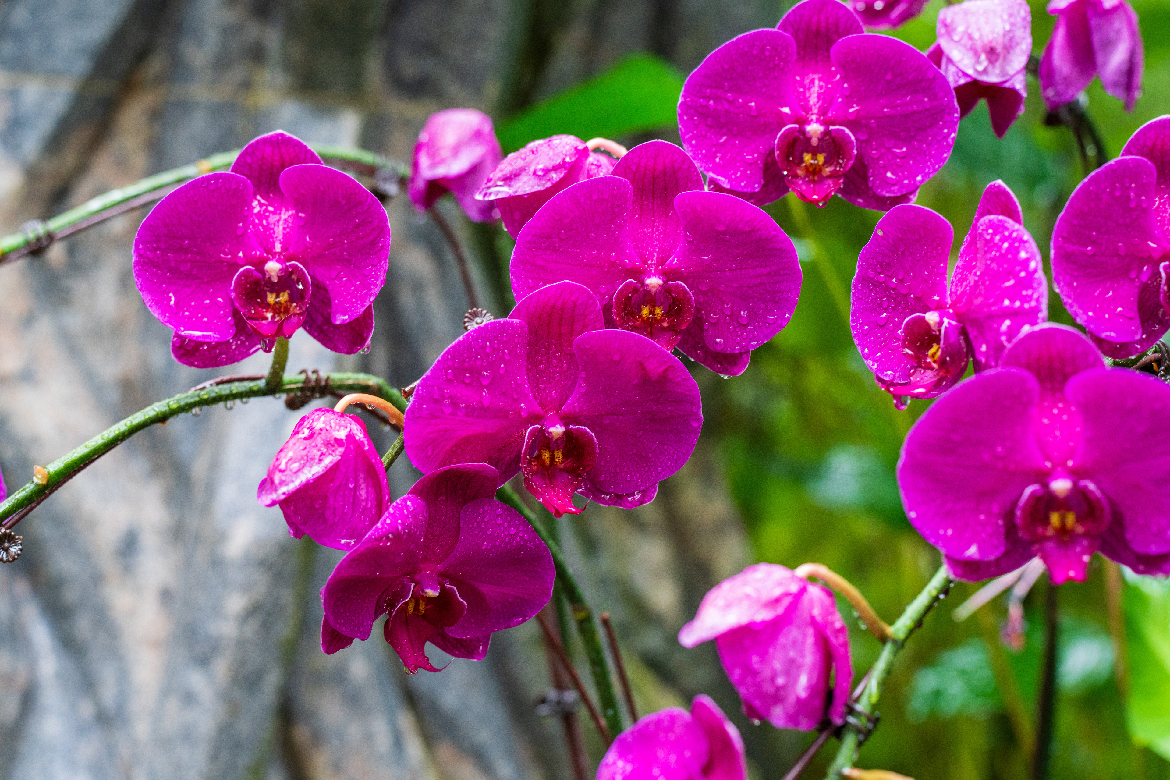 jardin des orchidées