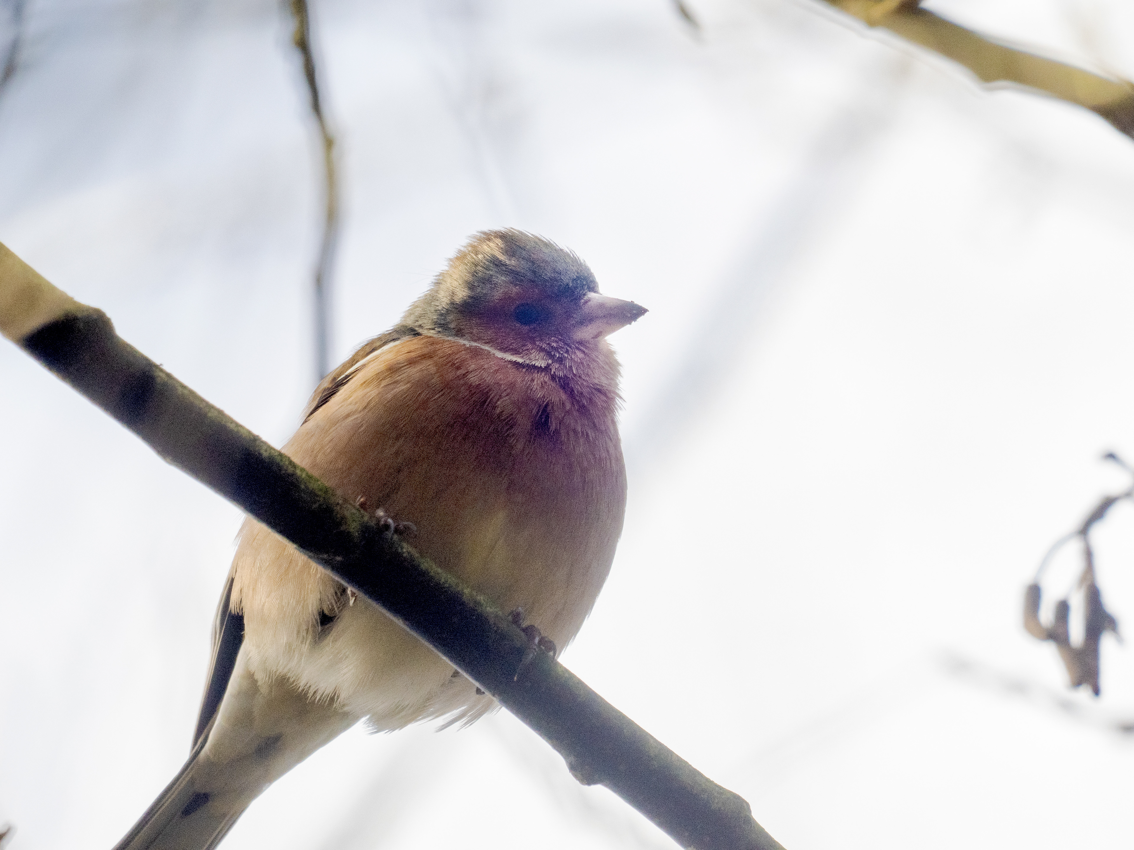 oiseau