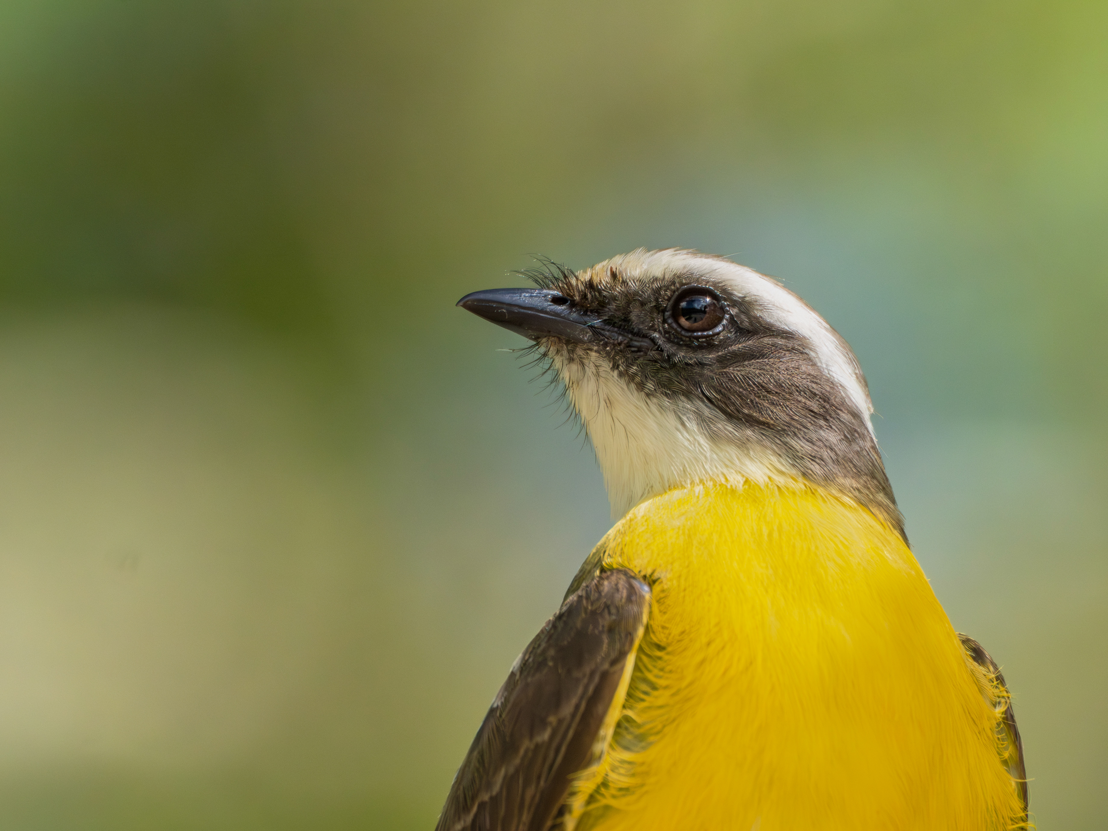 Les temples perdus dans la jungle sont ceux des meilleurs rencontres