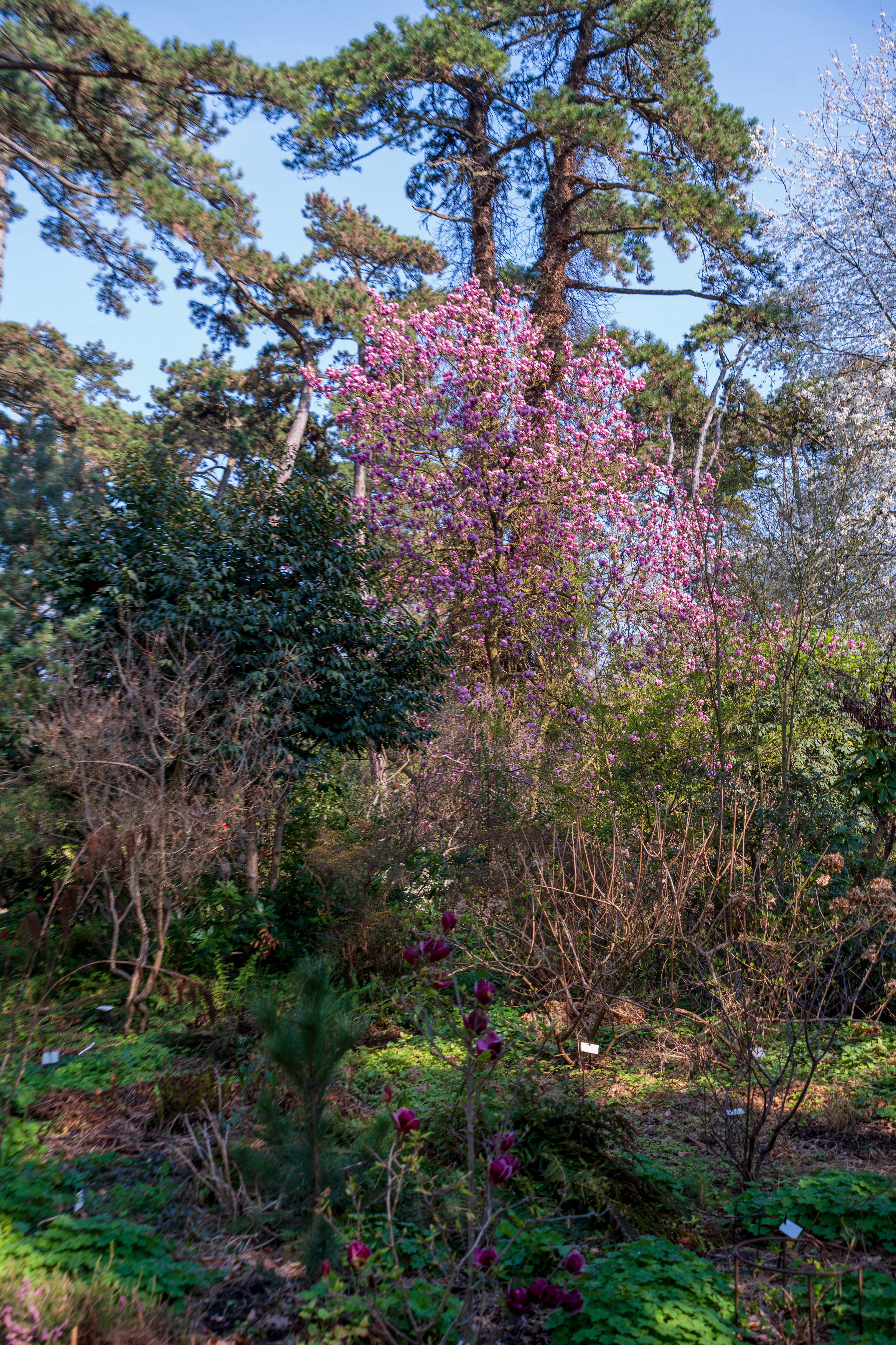 le printemps arrive
