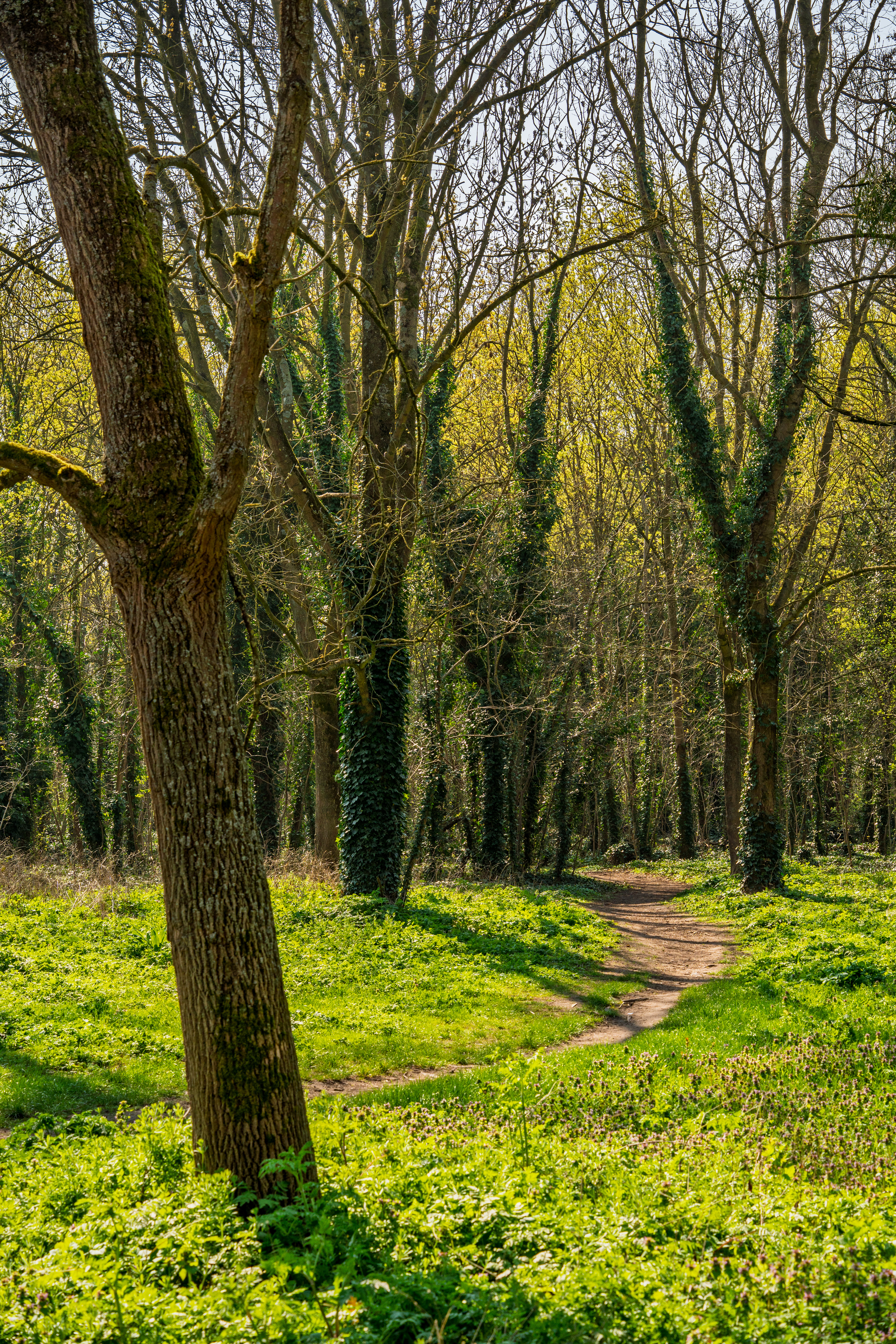 sentier