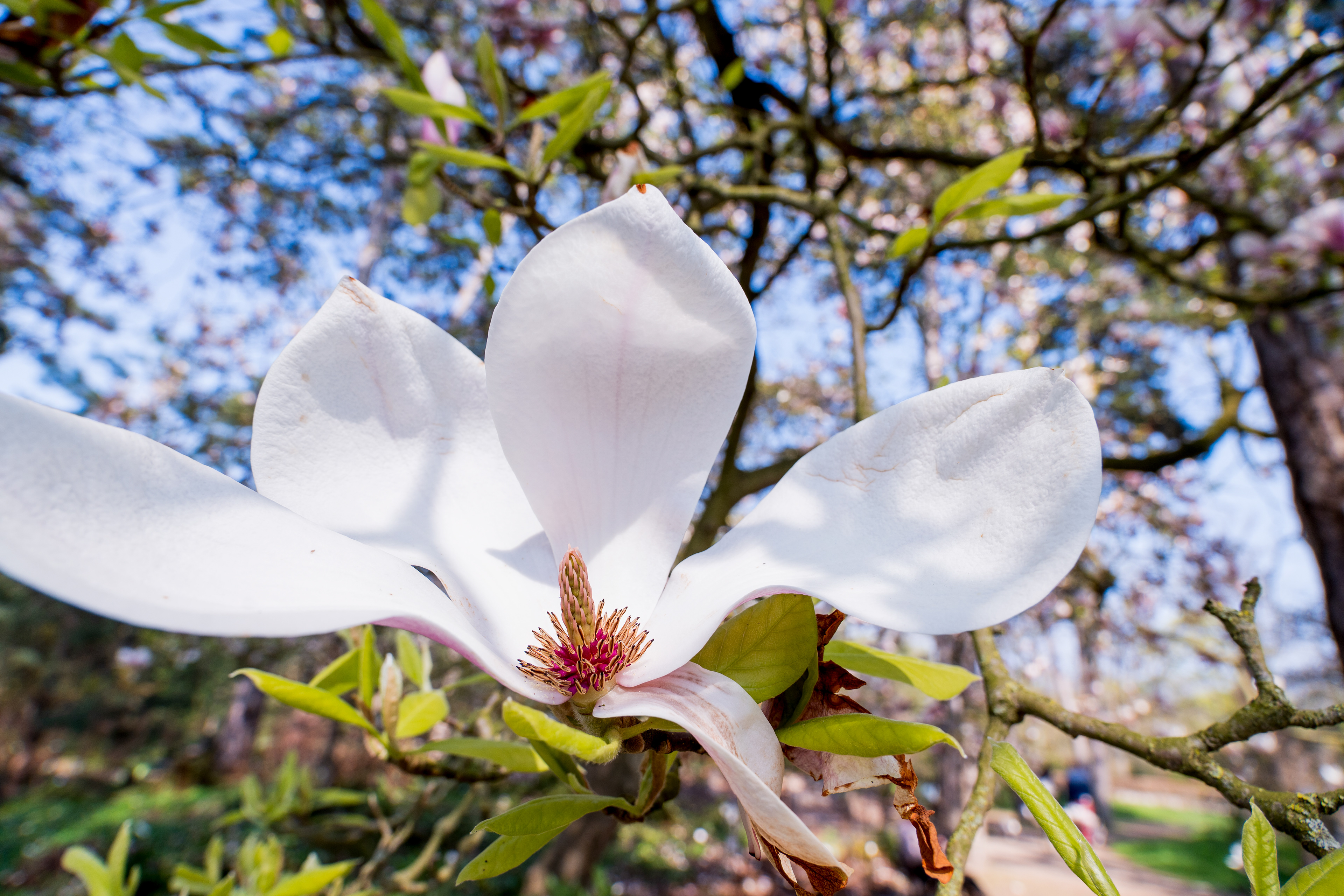 le printemps arrive