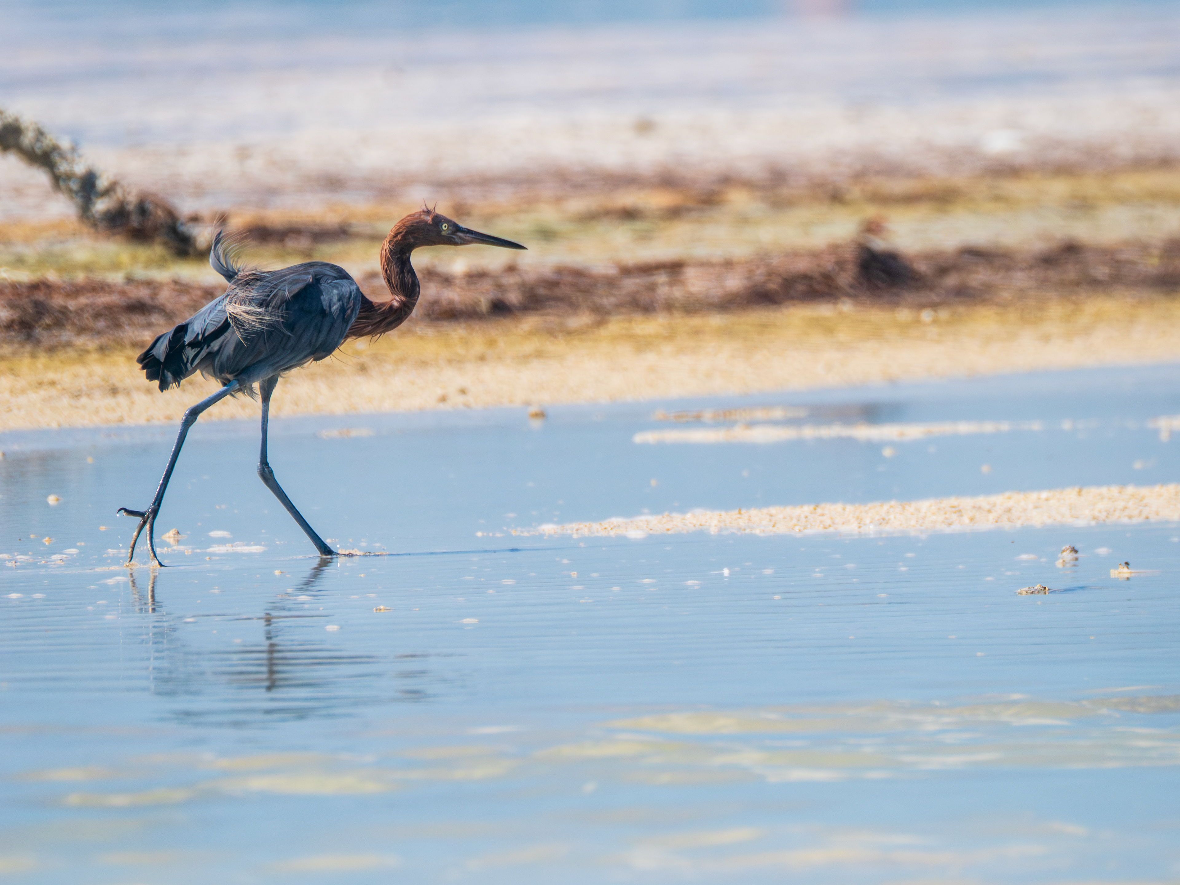 aigrette roussâtre