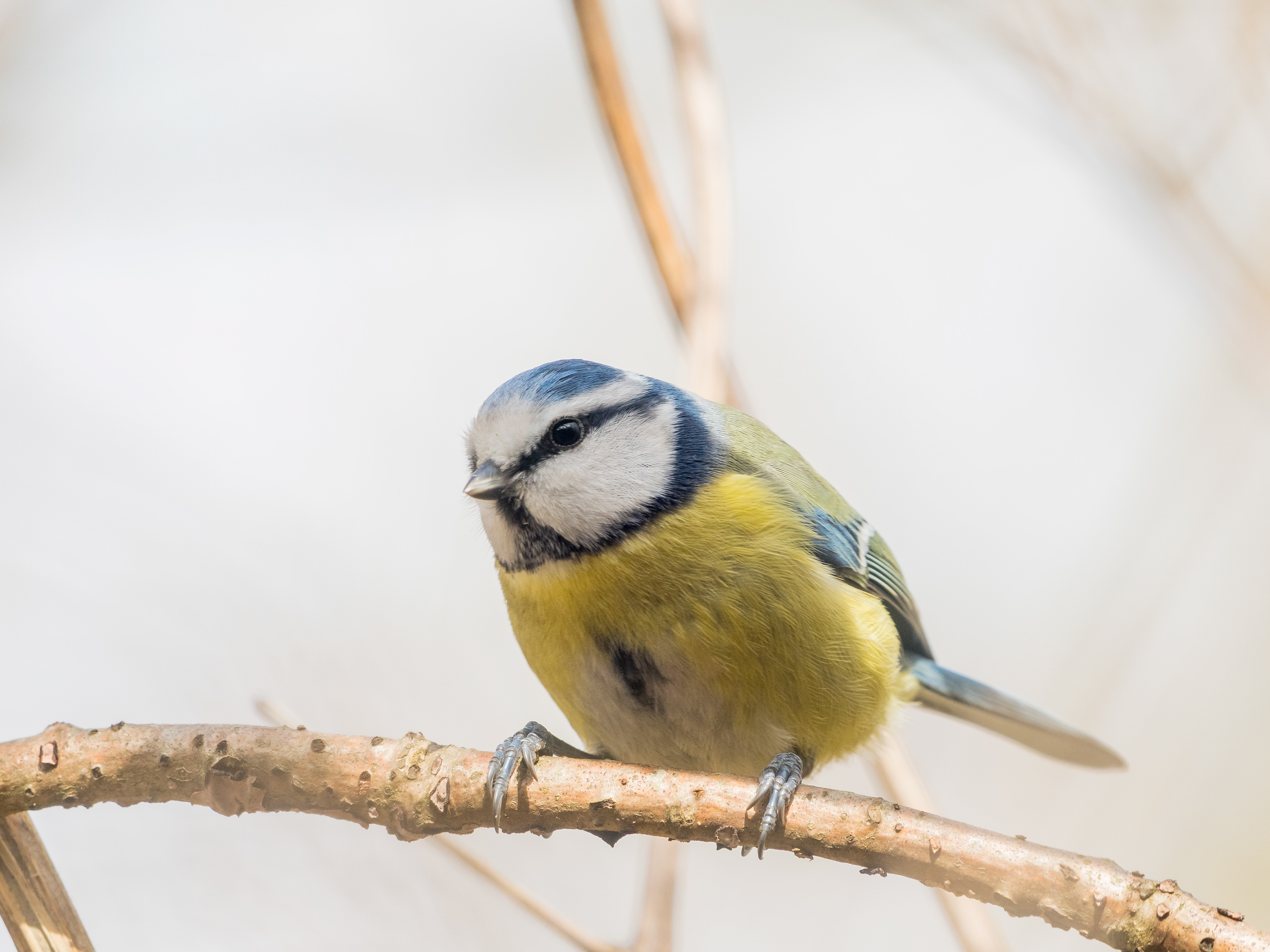 Mésange bleue