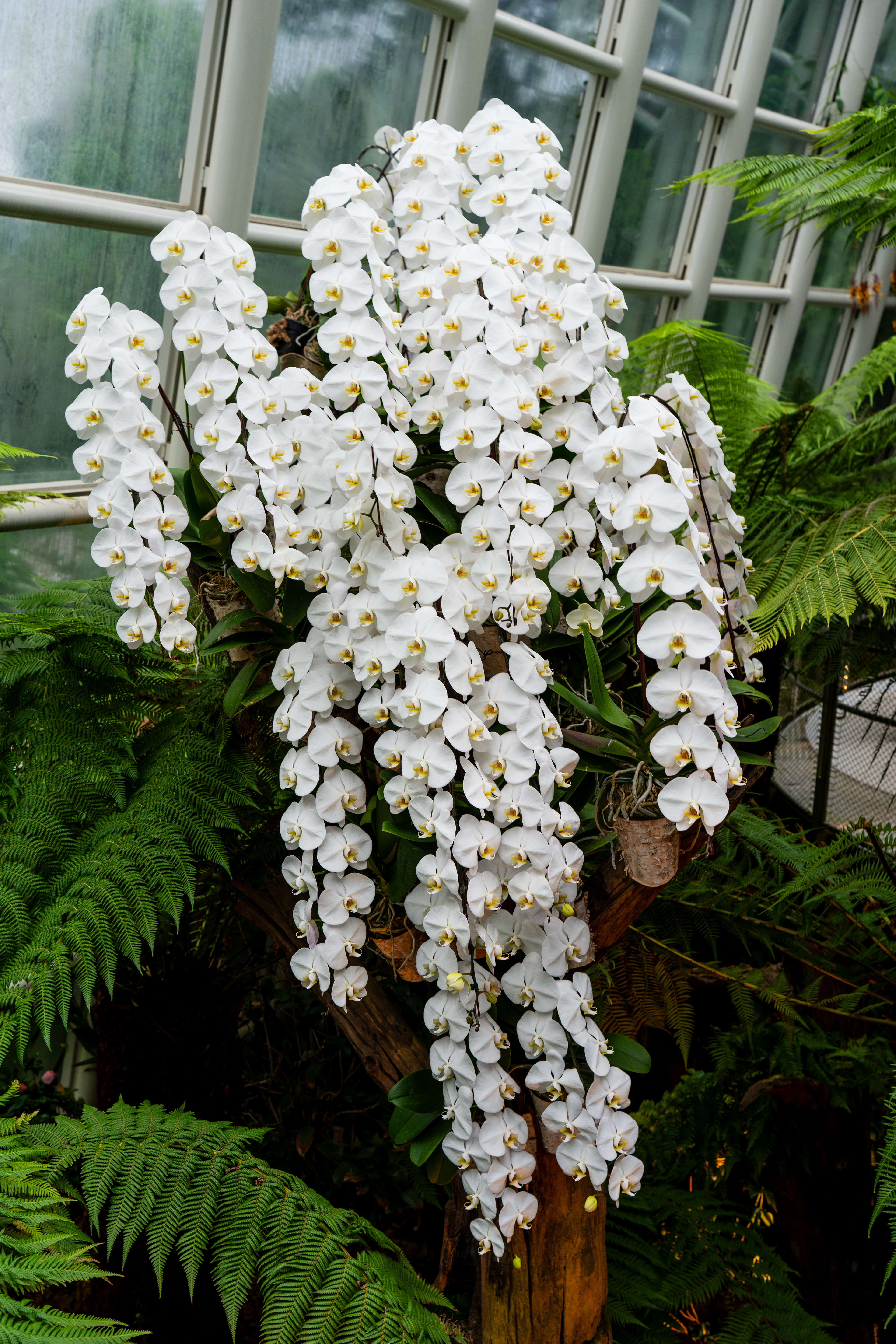 jardin des orchidées
