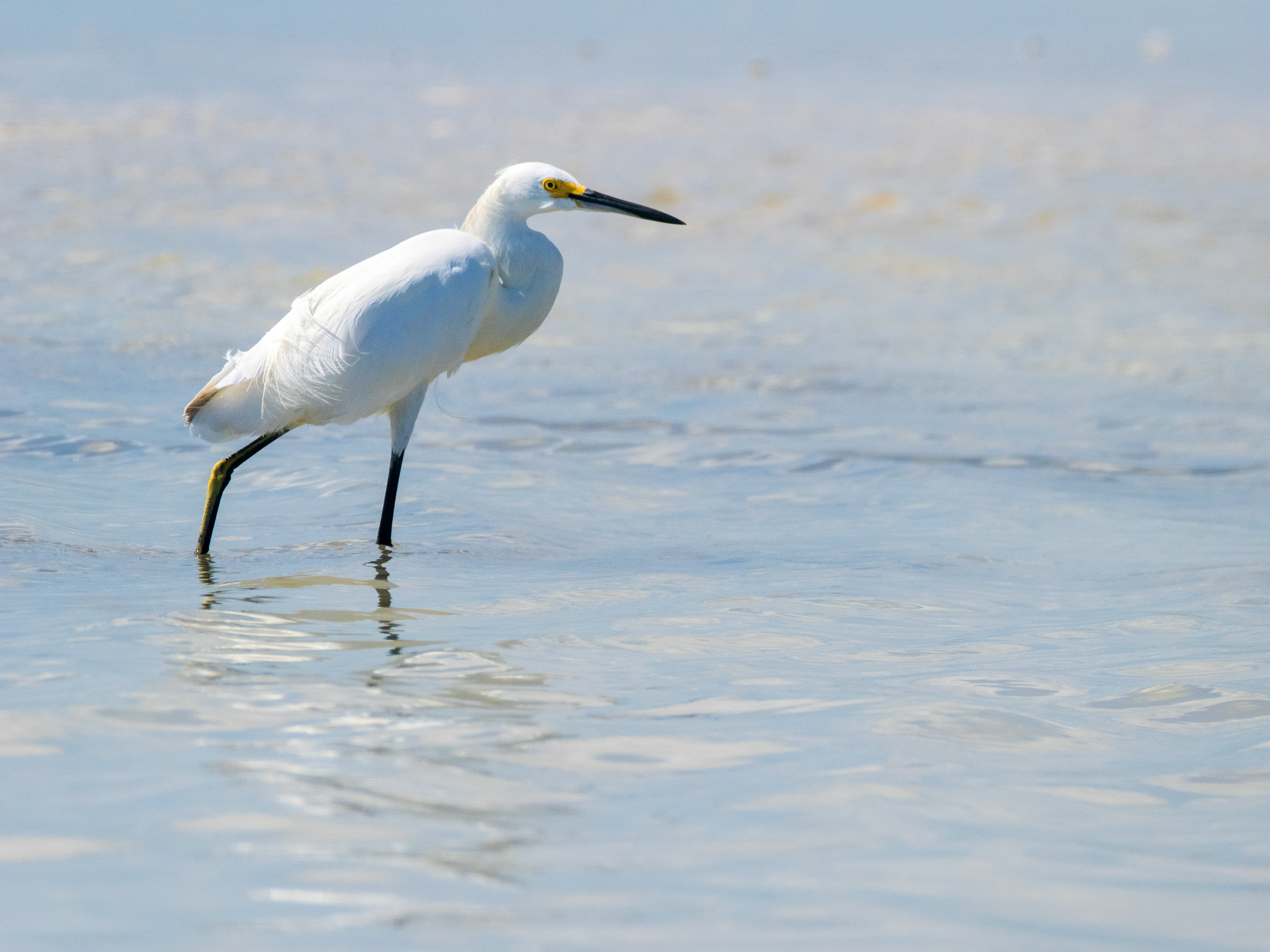 aigrette