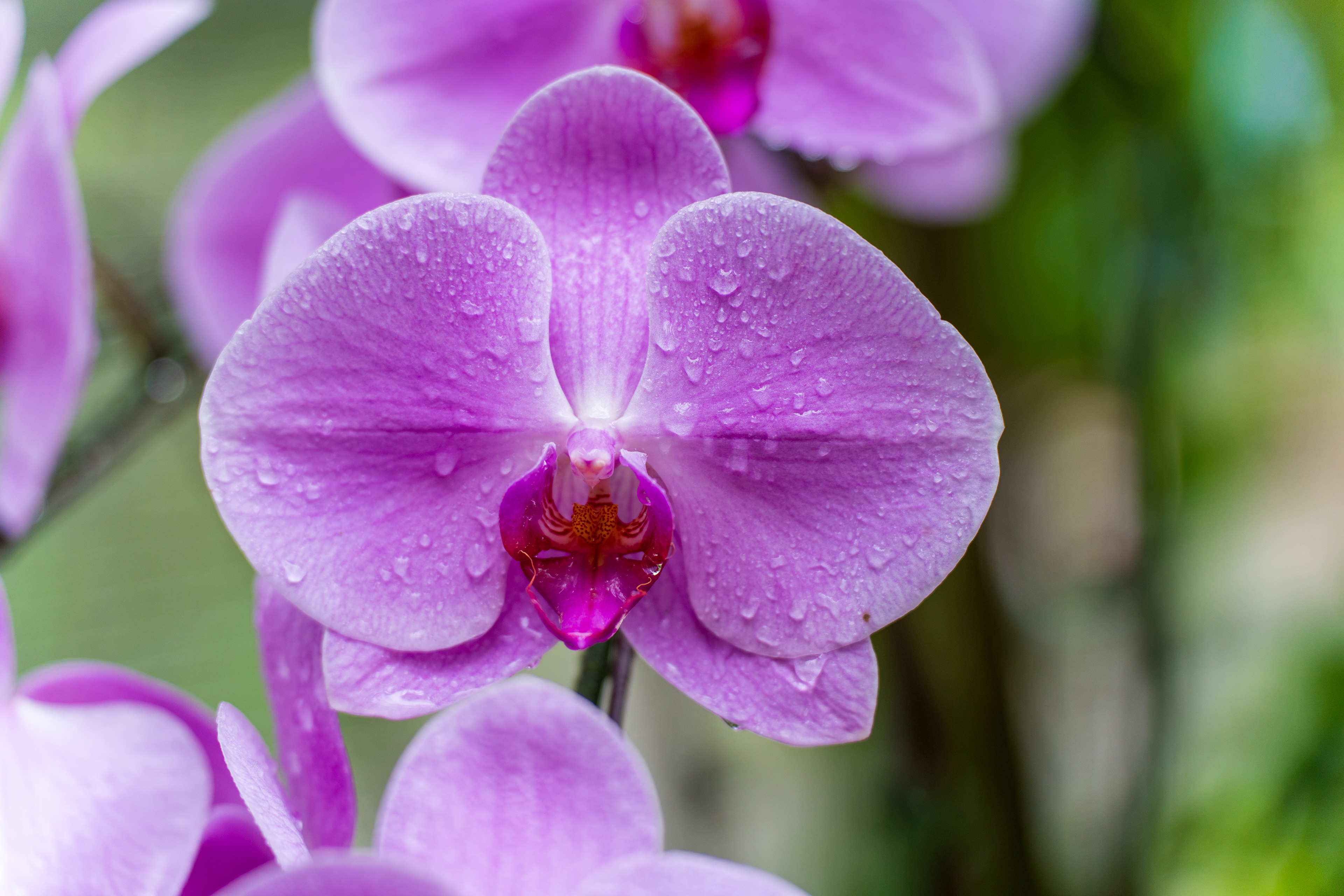 jardin des orchidées