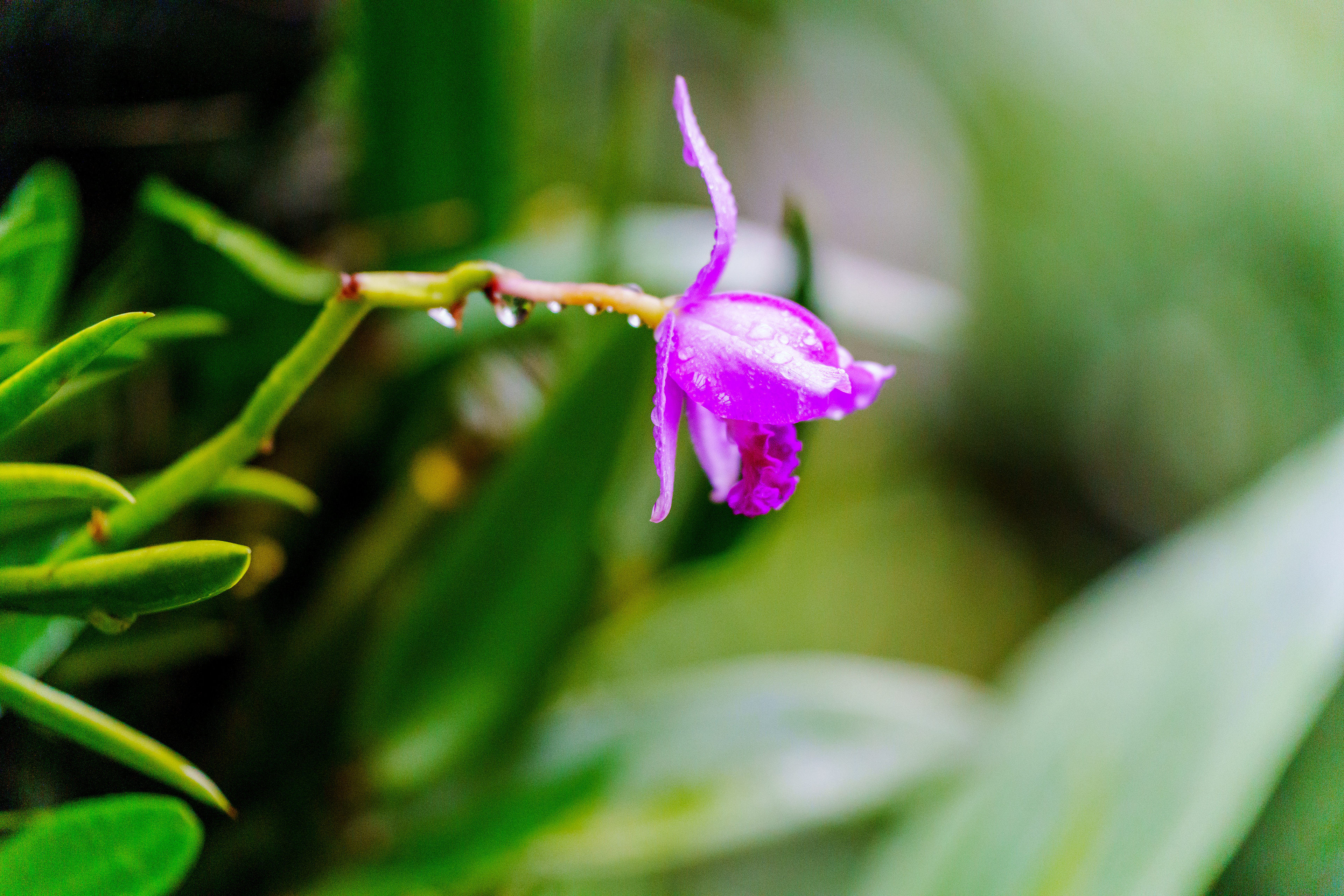 jardin des orchidées