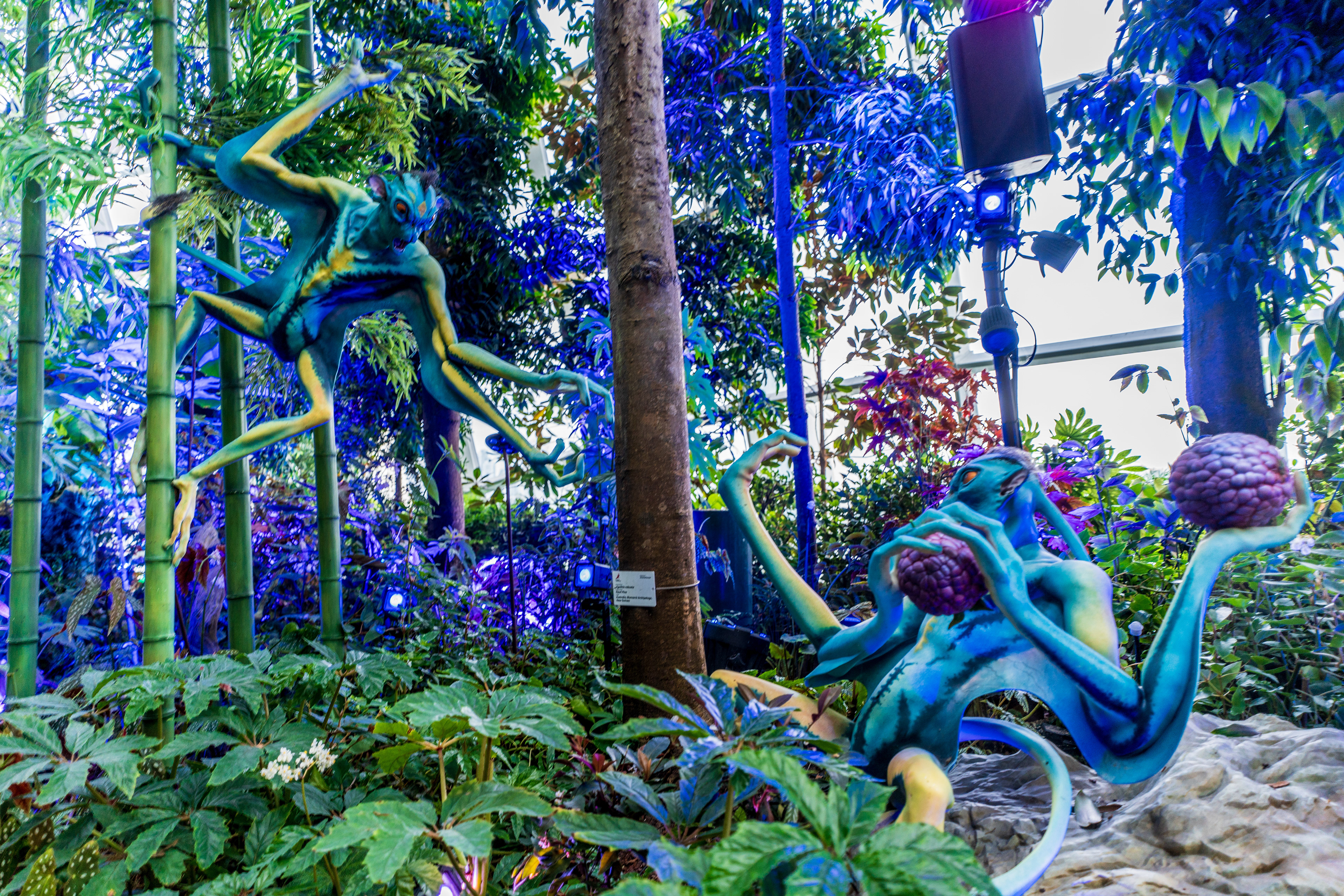 Cloud Forest