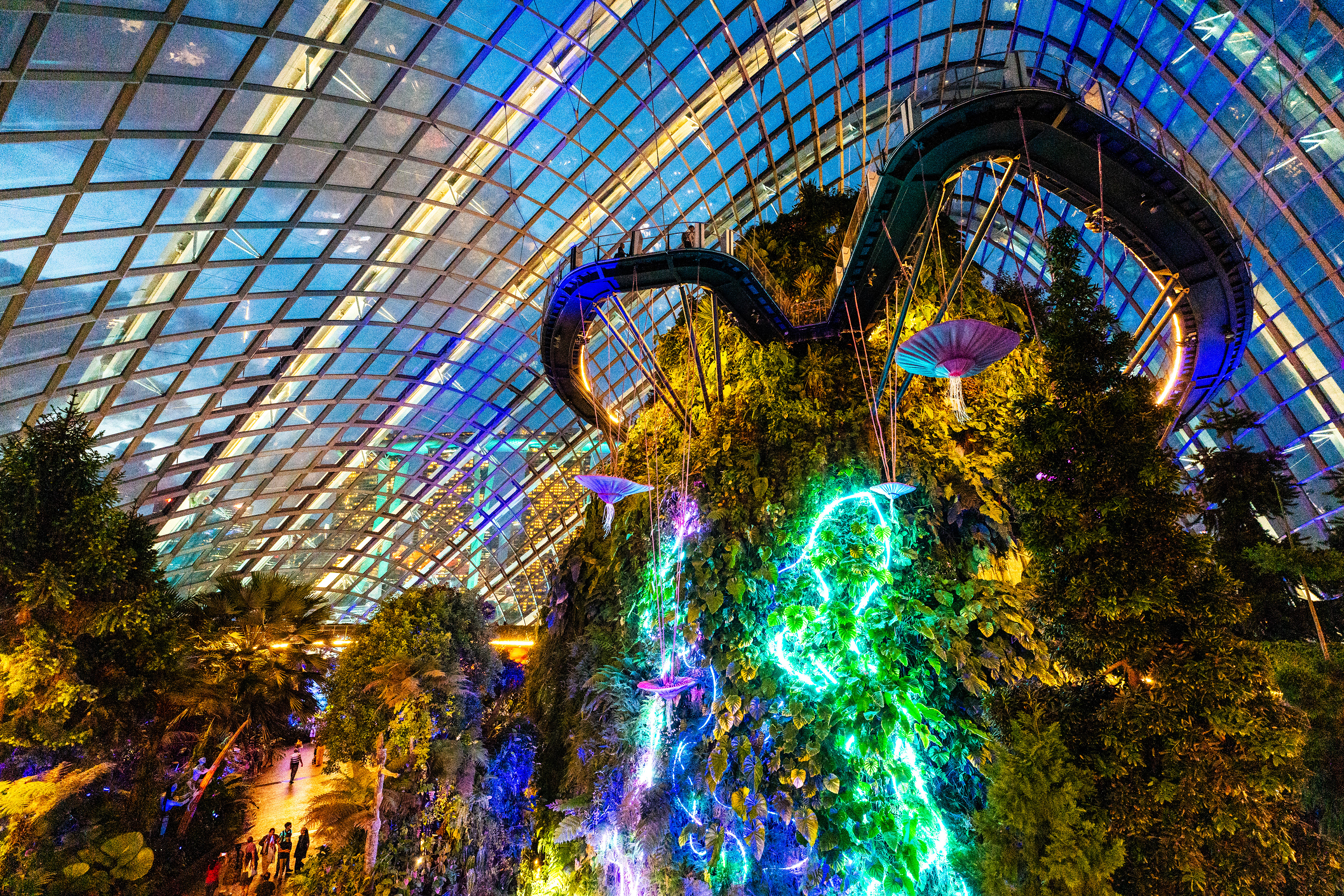Cloud Forest